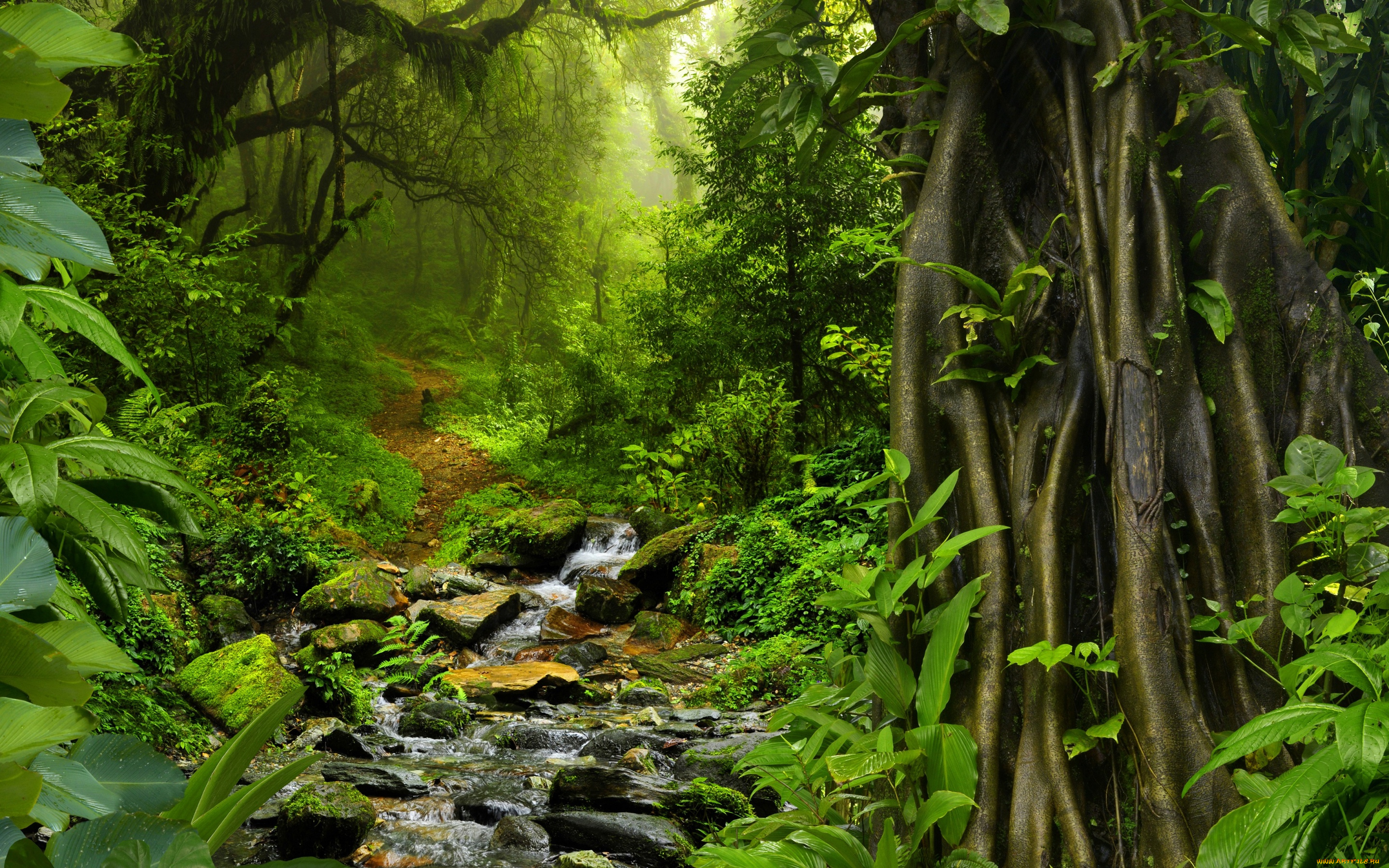 природа, лес, jungle, тропики, ручей, джунгли, кусты, мох, тропинка, камни, таиланд, деревья, листва, зелень