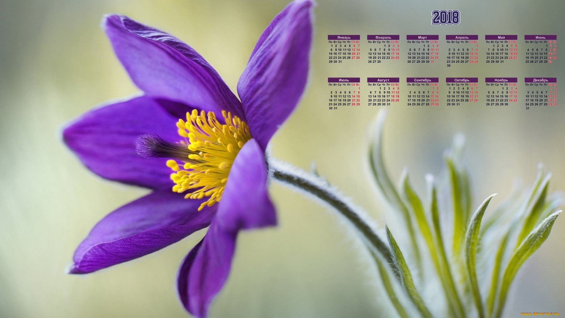 календари, цветы, лепестки