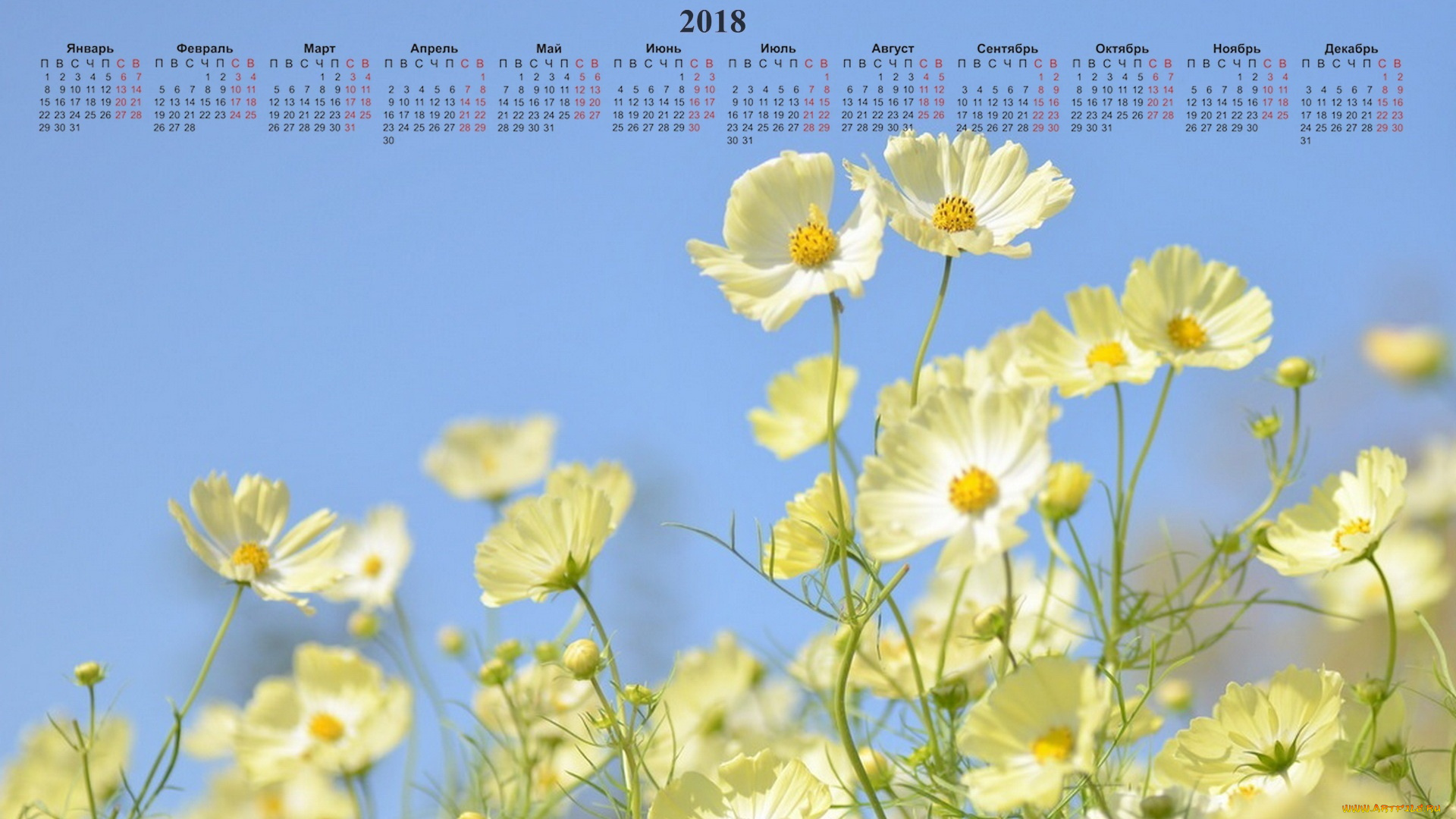 календари, цветы, лепестки