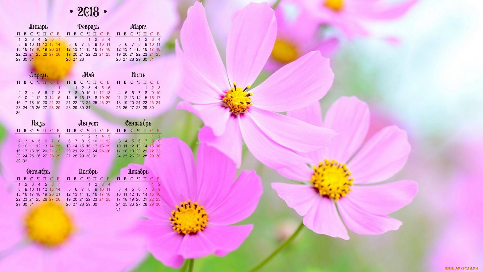 календари, цветы, розовый, цвет
