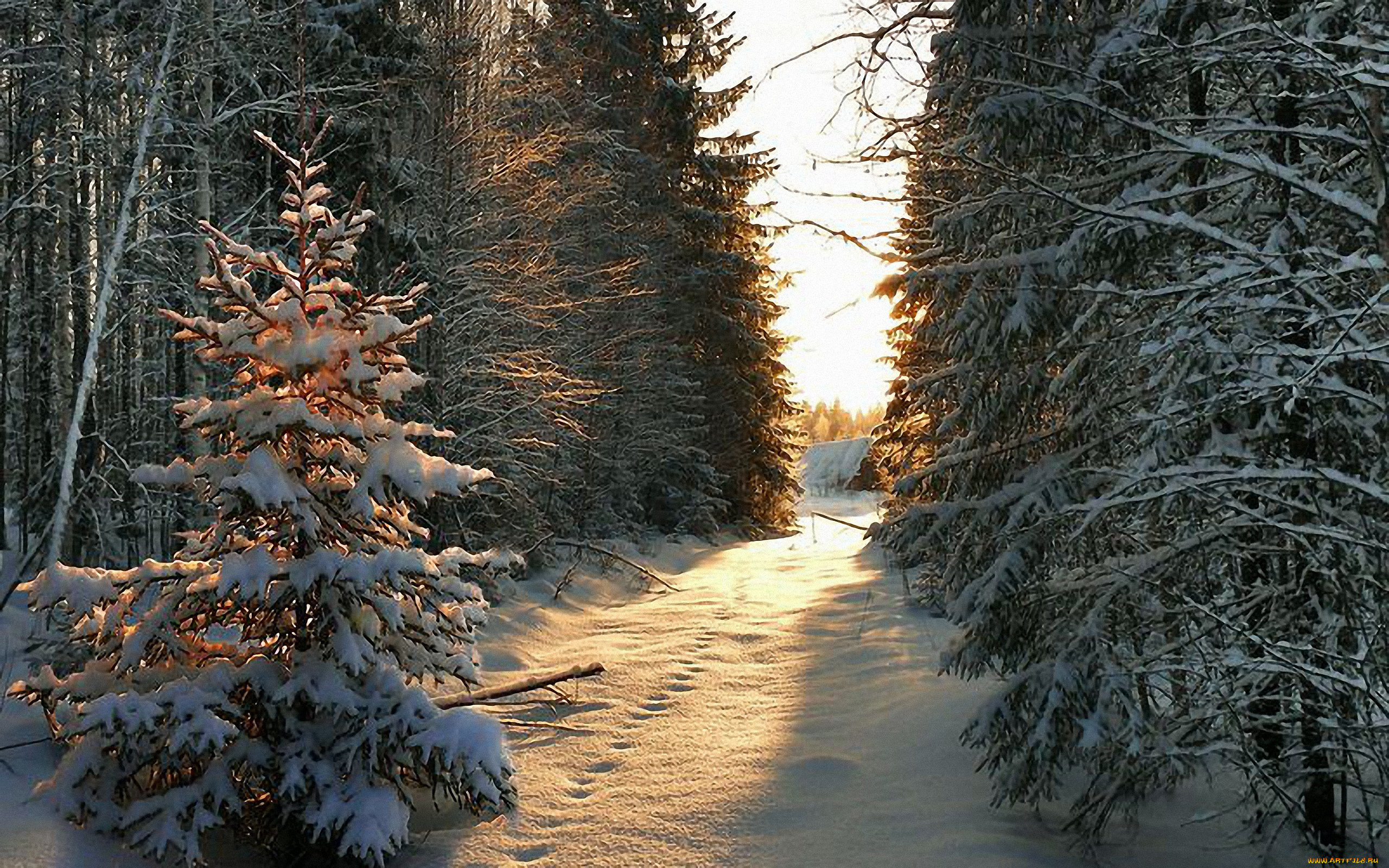 природа, зима, снег, елки