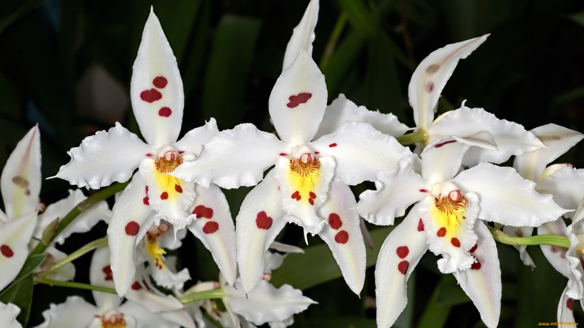 цветы, орхидеи, белый, пятна, ветка