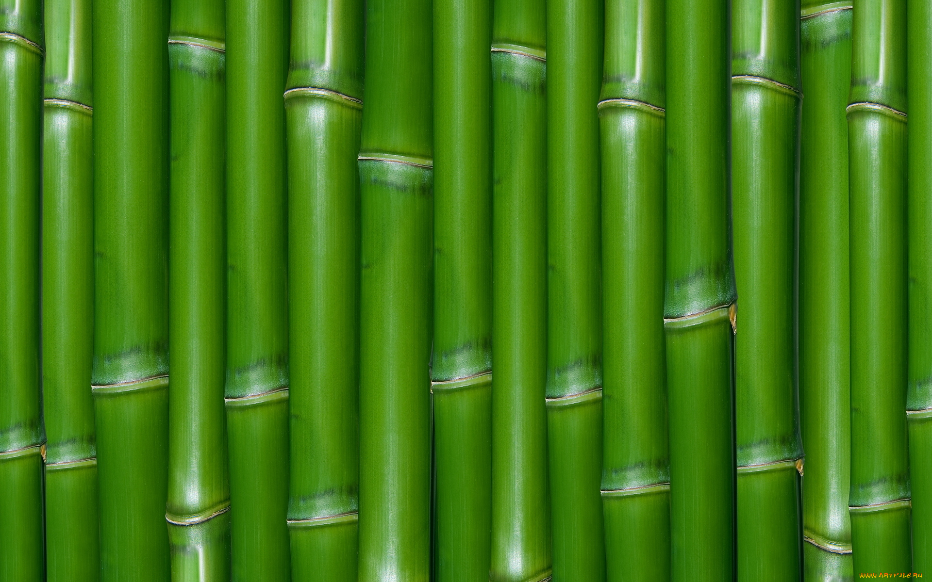 текстура стена зеленая без смс