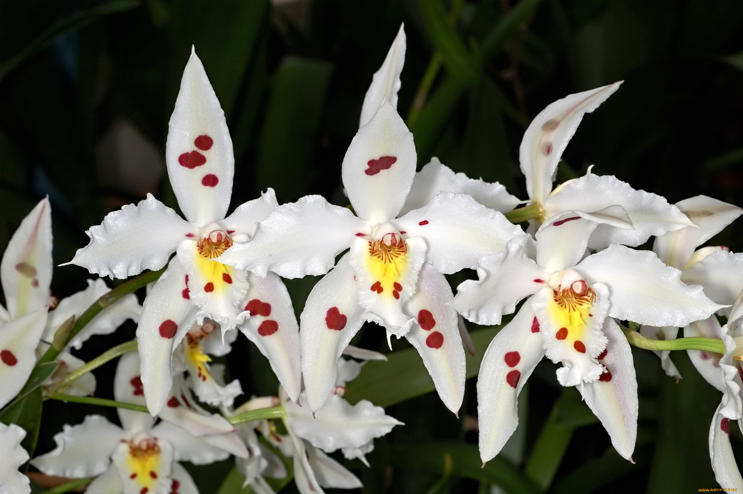 цветы, орхидеи, белый, пятна, ветка