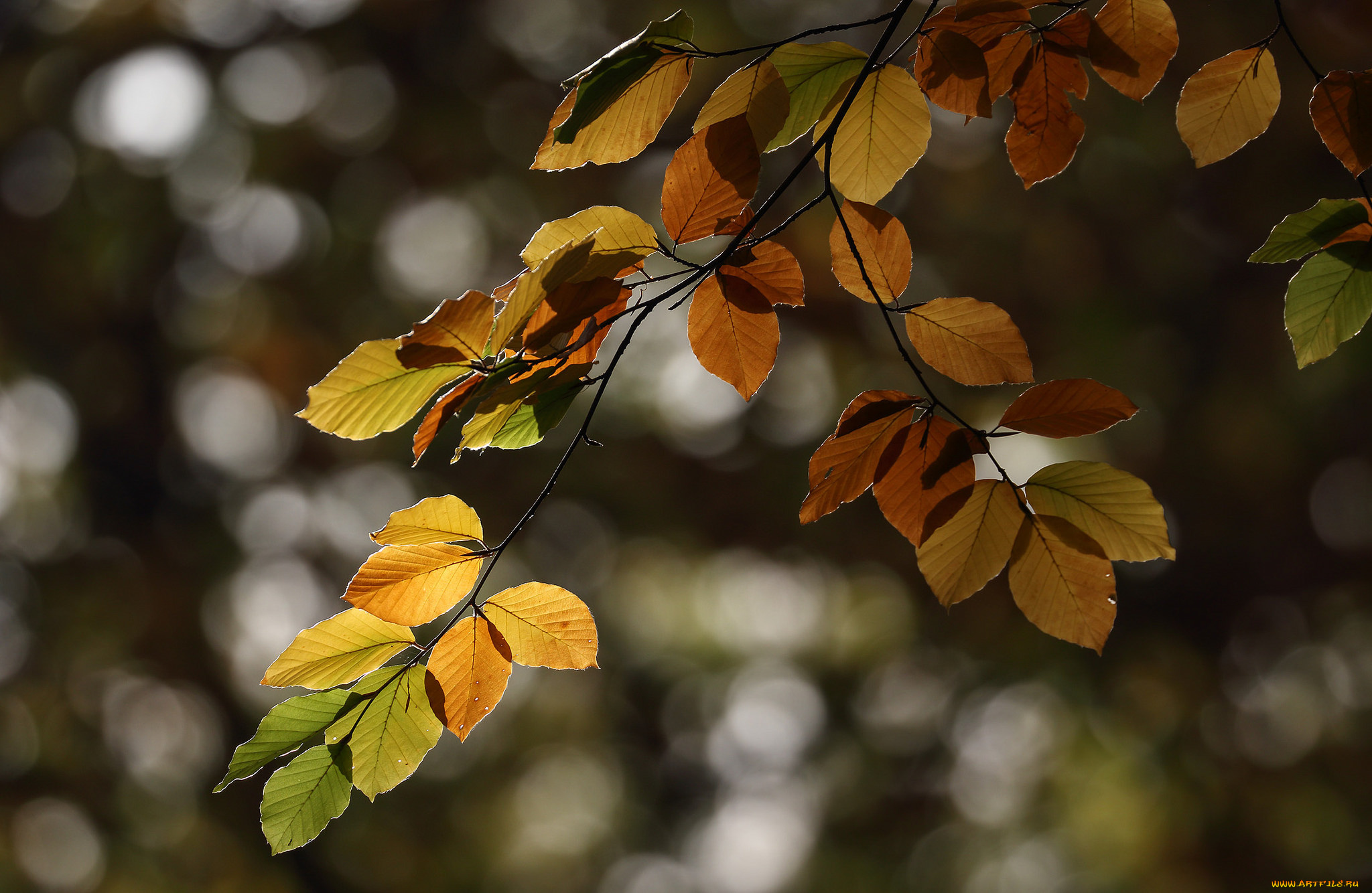 природа, листья, дерево, ветка, осень