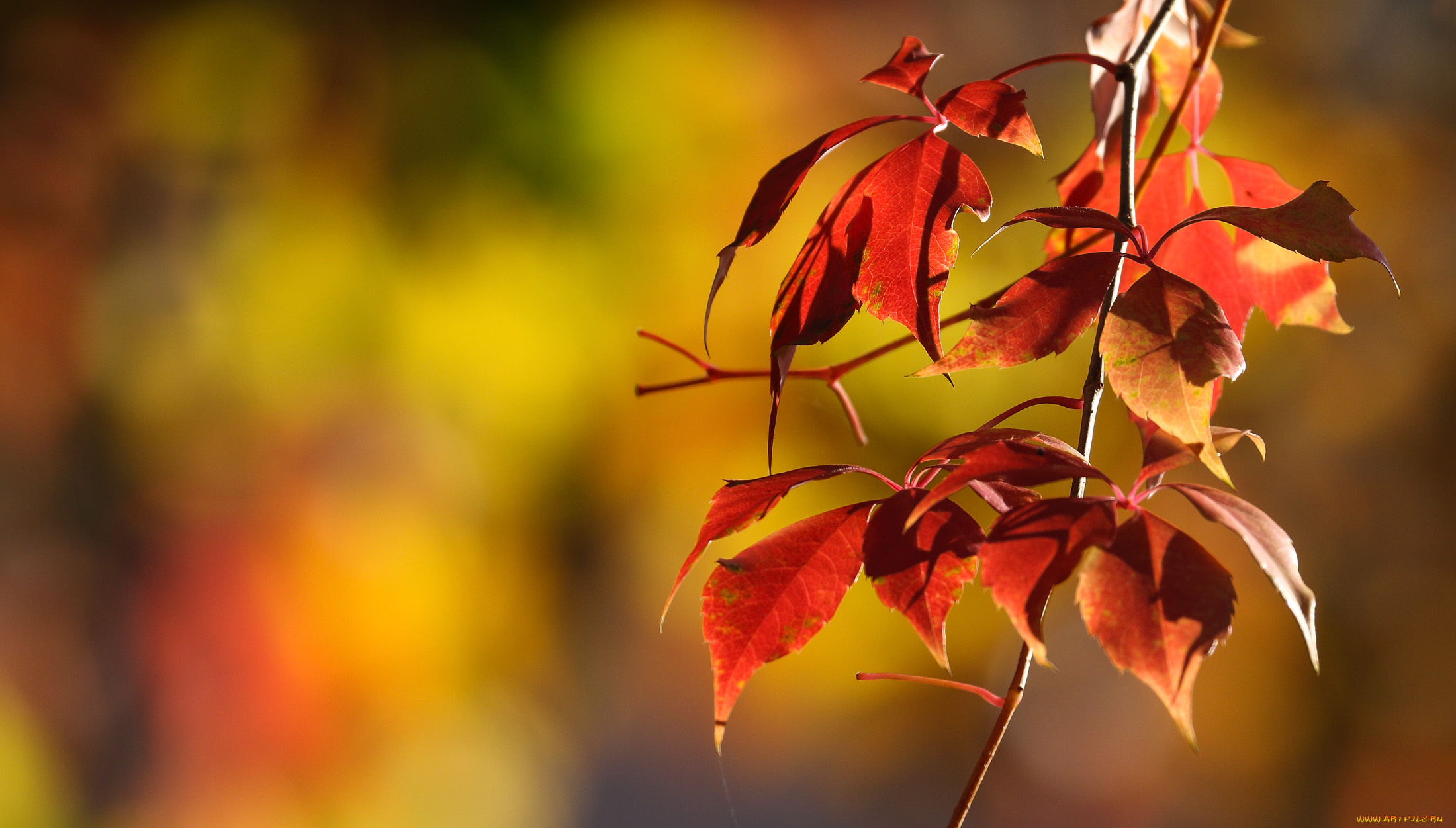 природа, листья, осень, дерево, ветка