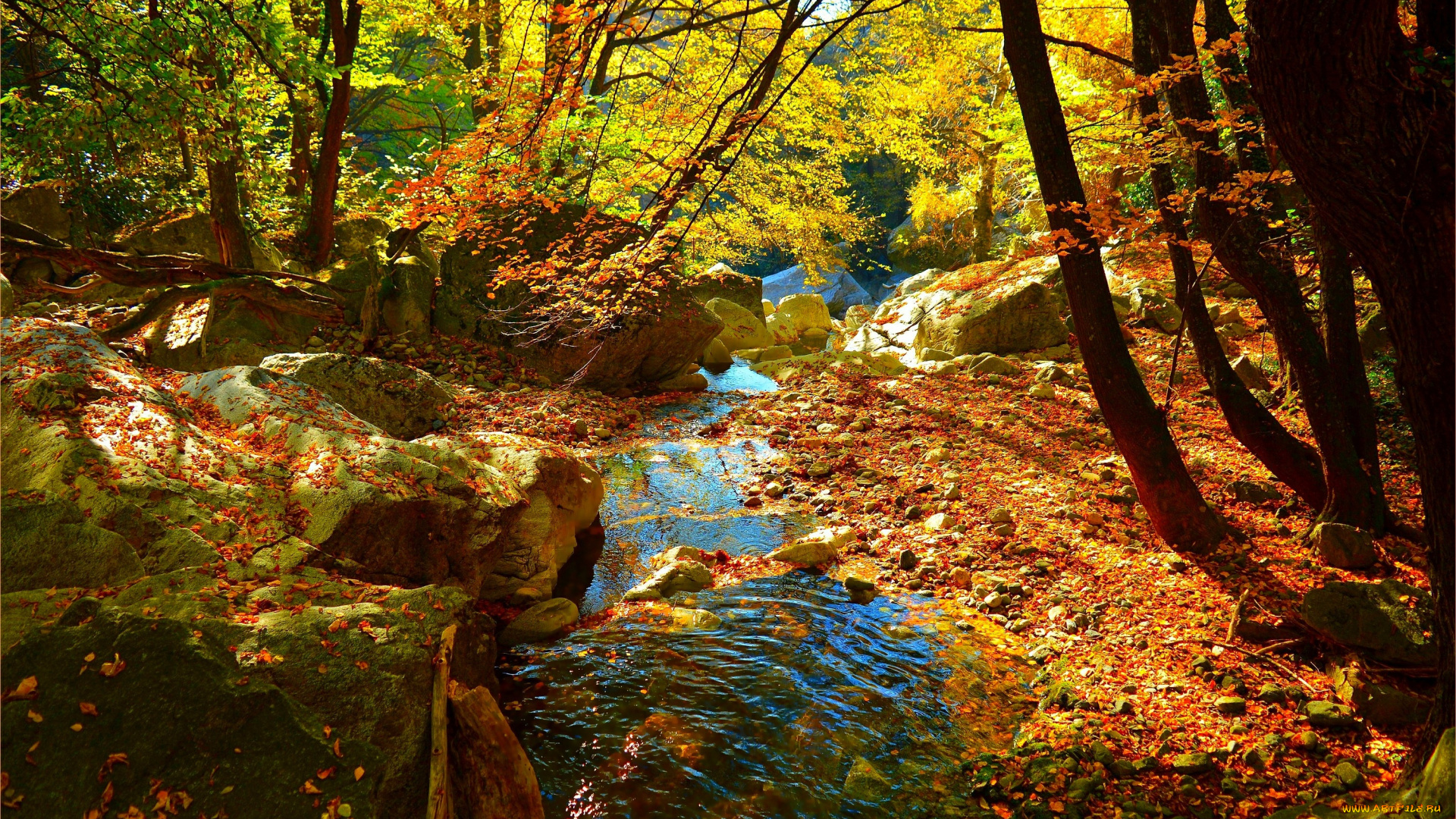 природа, реки, озера, flow, leaves, forest, colors, autumn, fall, осень, лес, ручей, листва, поток