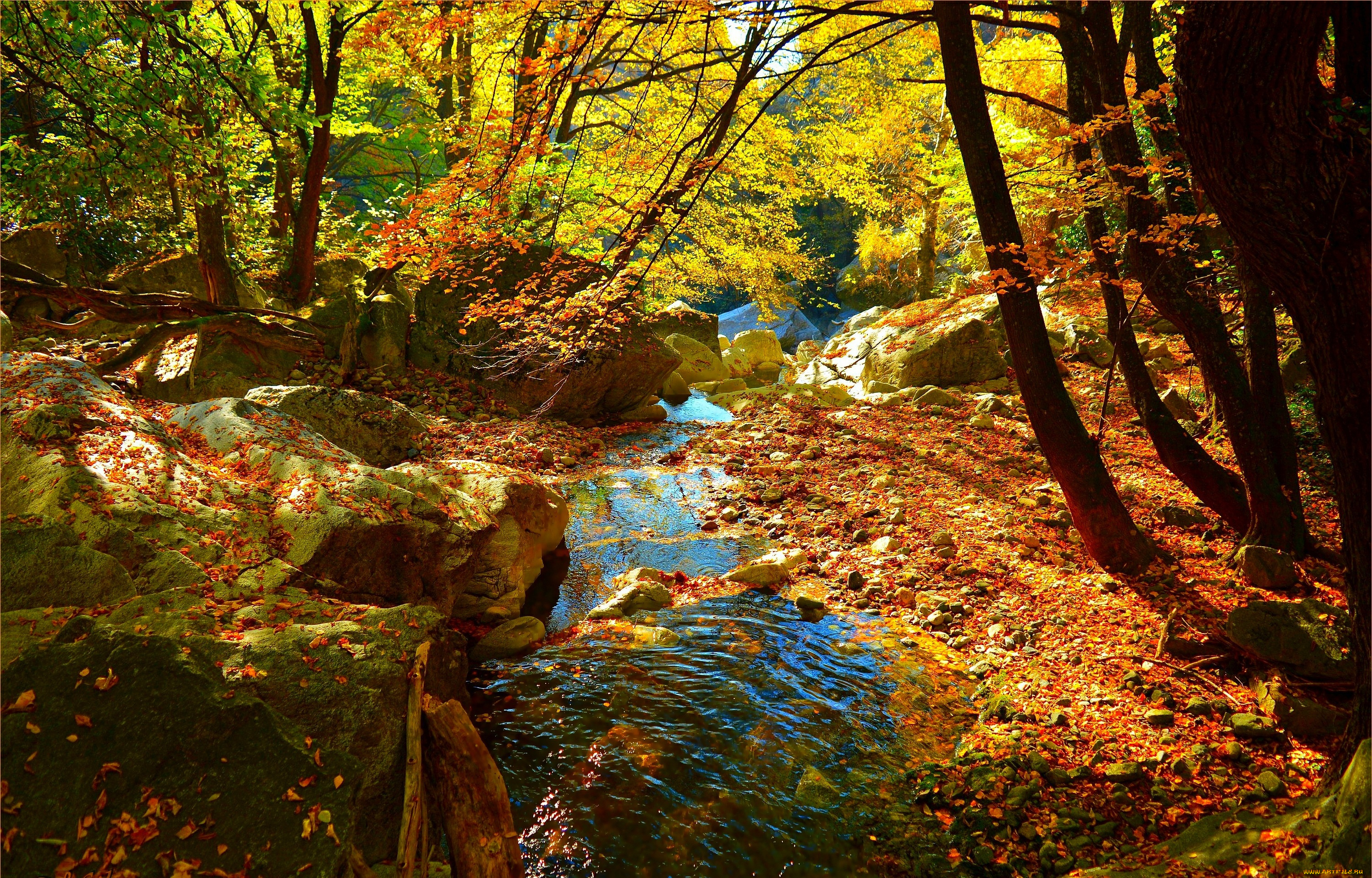 природа, реки, озера, flow, leaves, forest, colors, autumn, fall, осень, лес, ручей, листва, поток