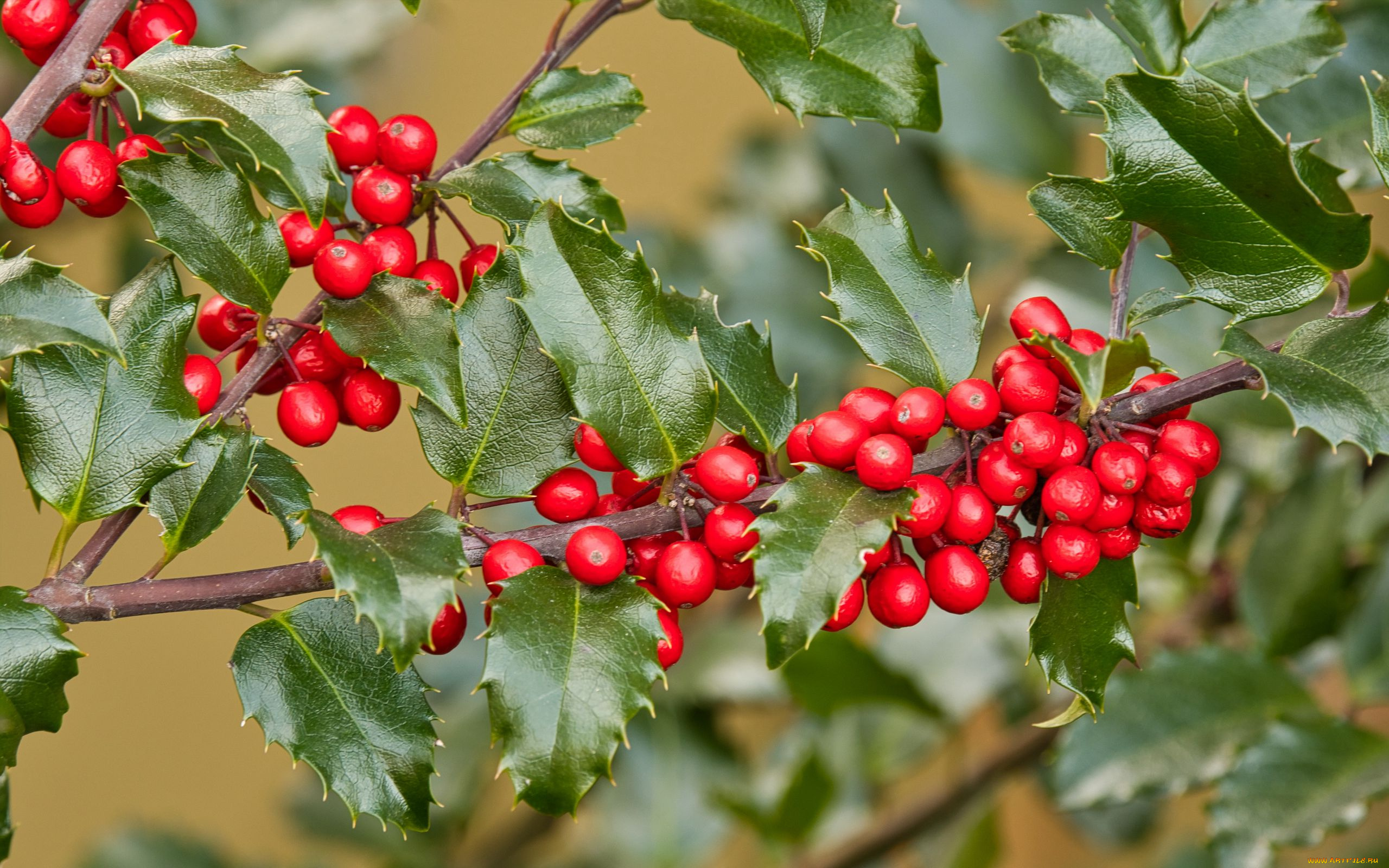 holly, berries, ilex, opaca, американский, остролист, природа, ягоды, holly, berries, ilex, opaca, американский, остролист