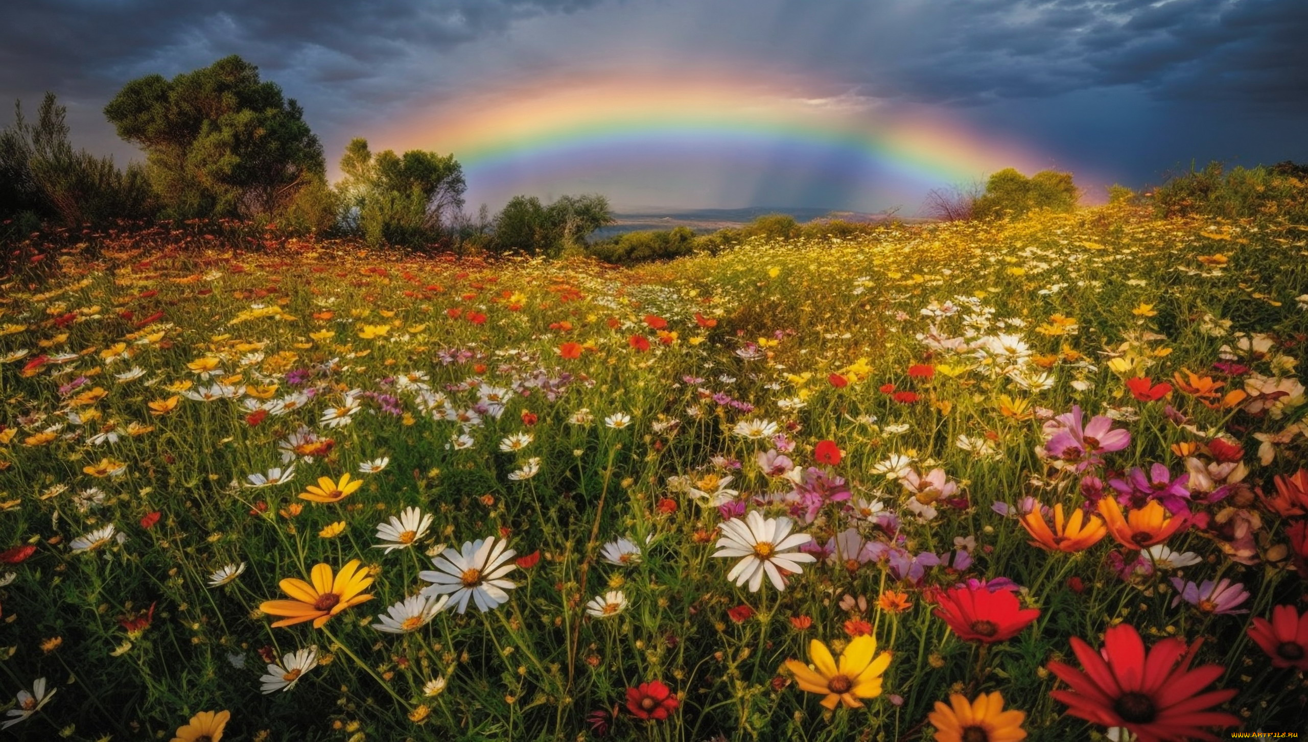 природа, радуга, небо, тучи, луг, цветы