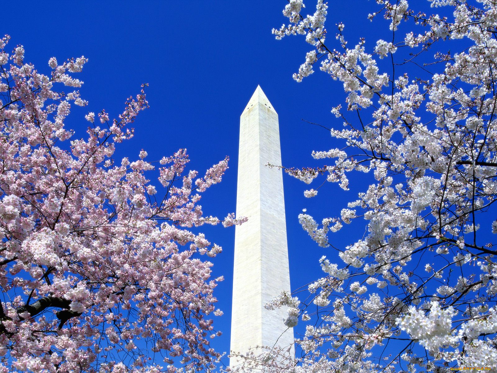cherry, blossoms, washington, monument, города