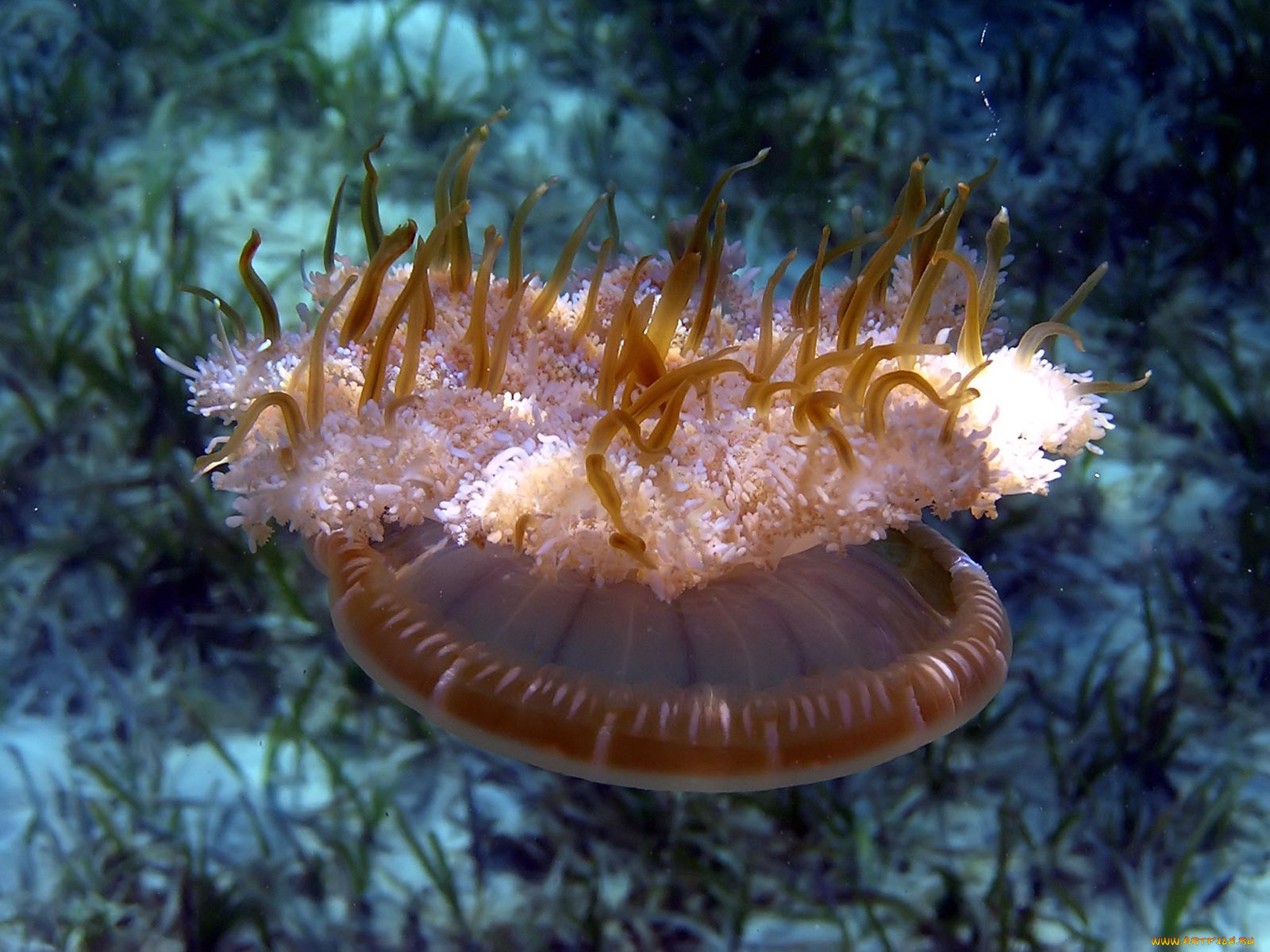 jellyfish, животные, медузы
