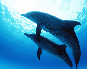 Картинка дельфины животные