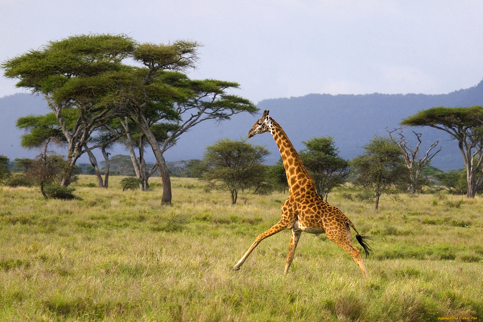 животные, жирафы, деревья, трава