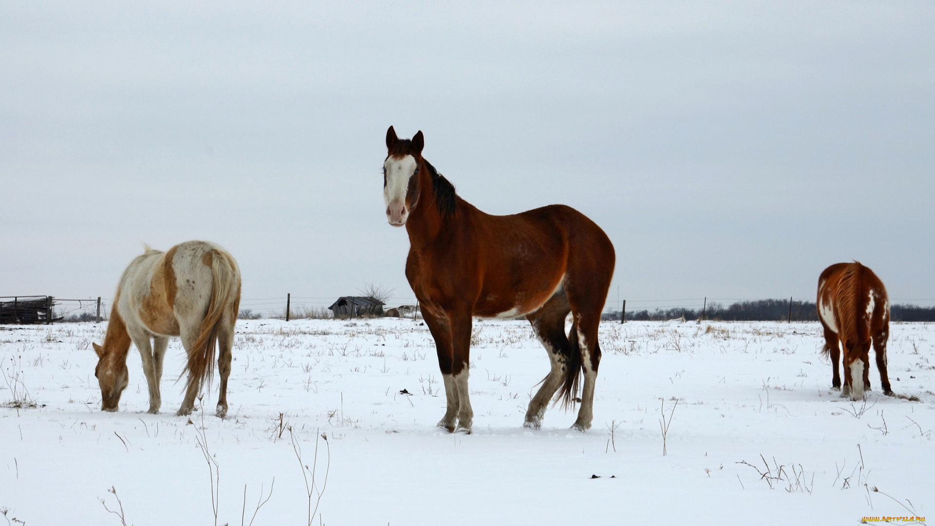животные, лошади, снег, зима