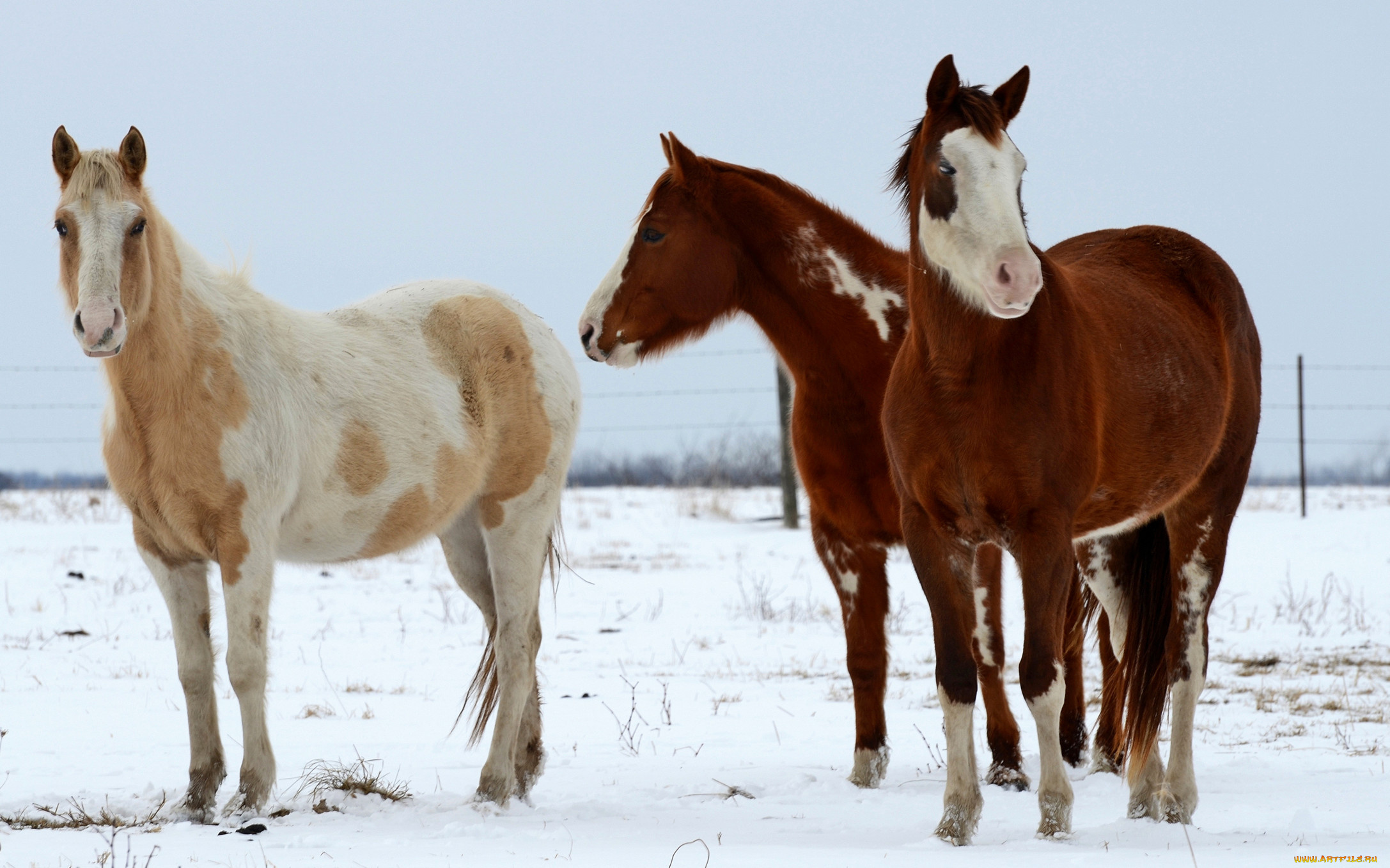 животные, лошади, зима, снег