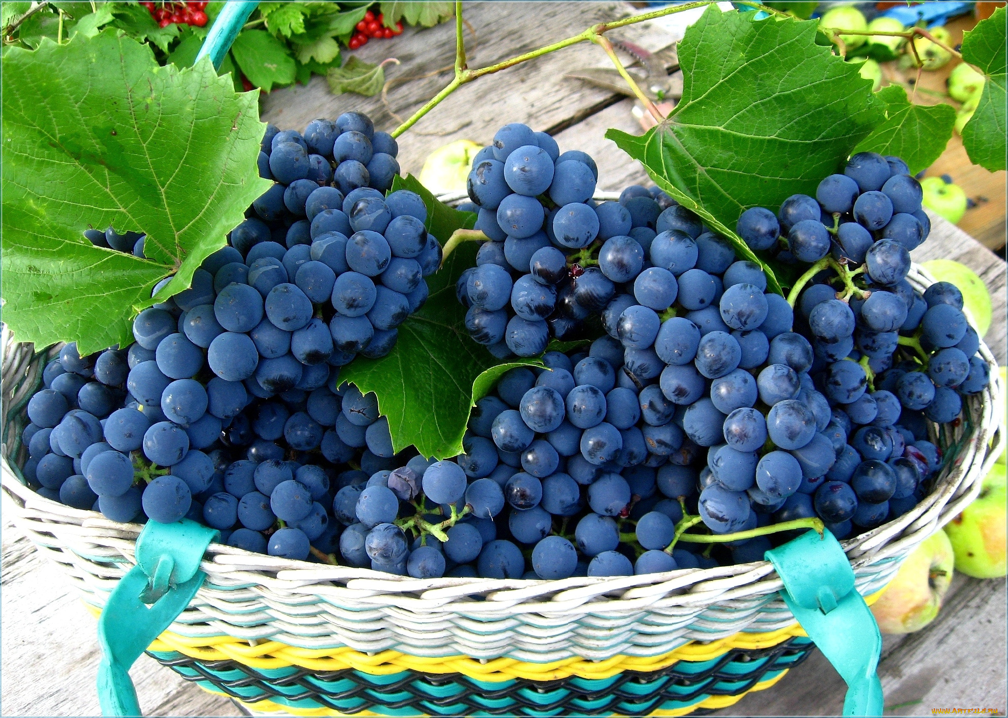 синий виноград загрузить