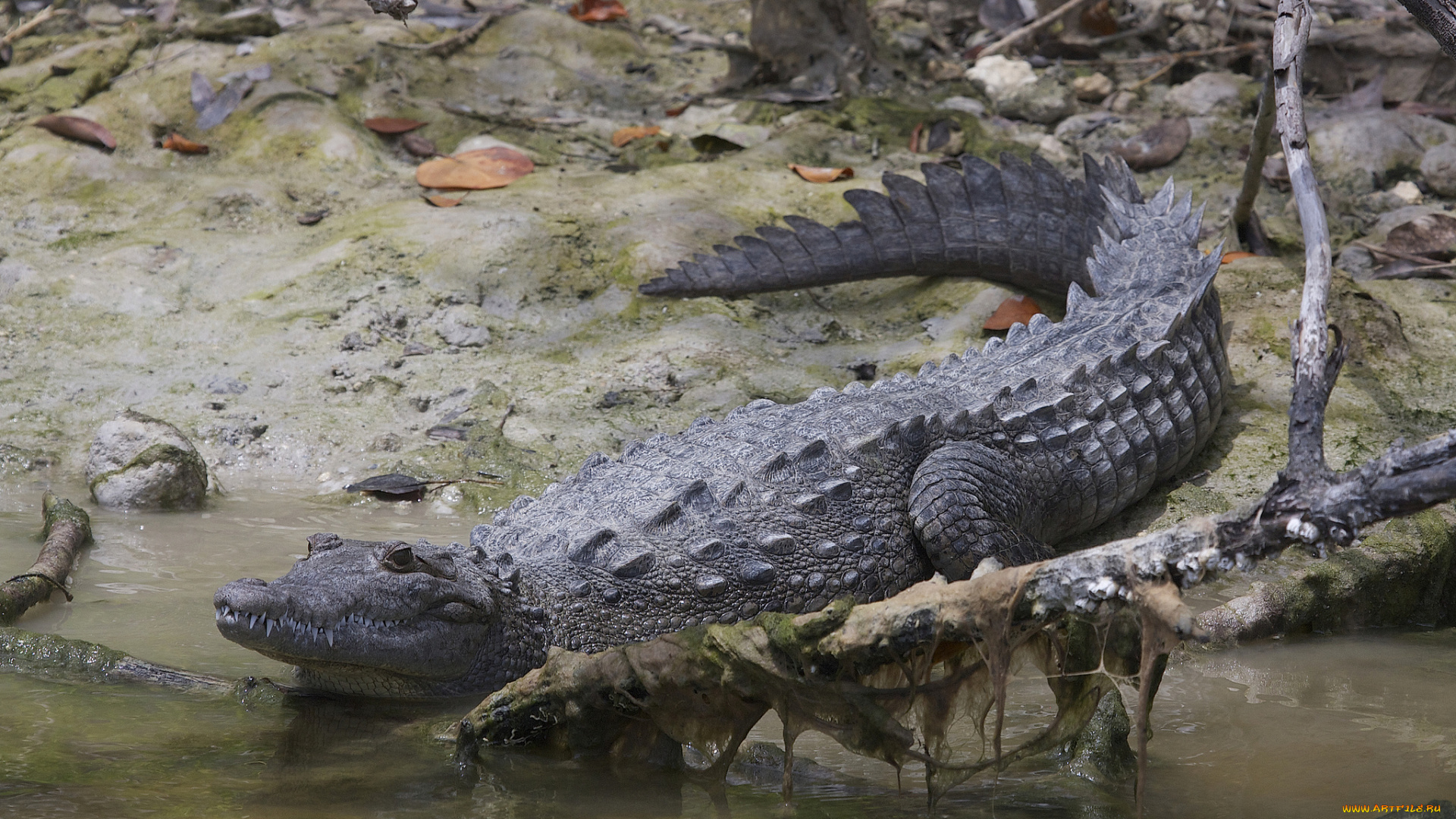 american, crocodile, животные, крокодилы, крокодил