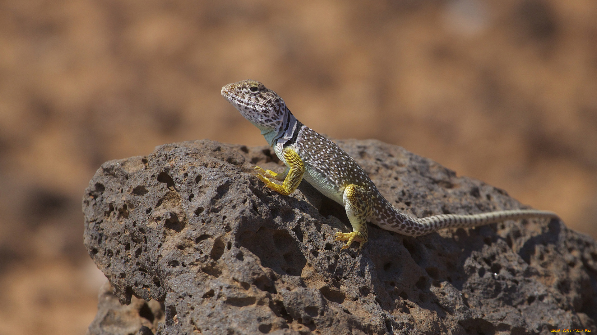 eastern, collared, lizard, животные, Ящерицы, , игуаны, , вараны, ящерка