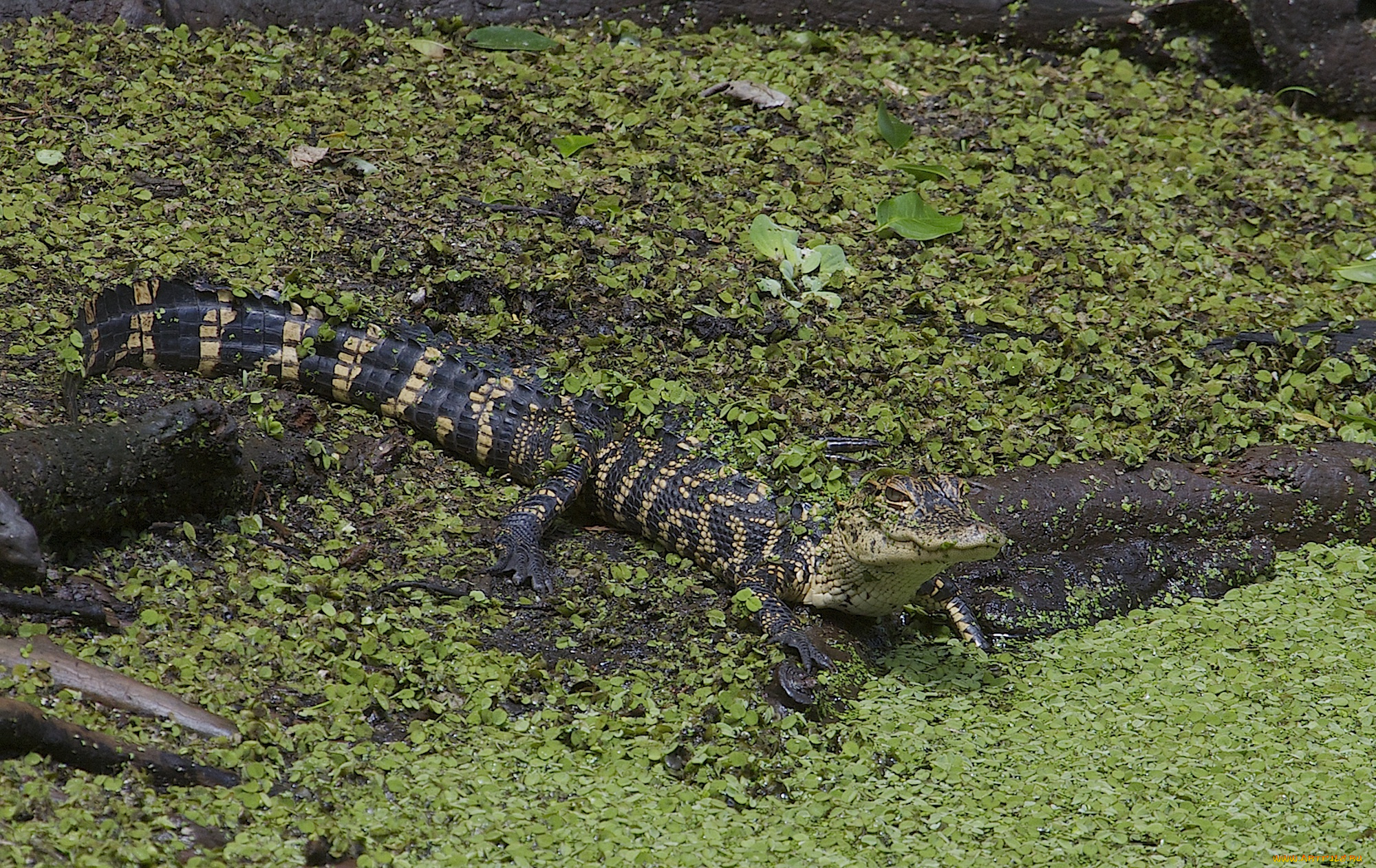 american, alligator, животные, крокодилы, аллигатор