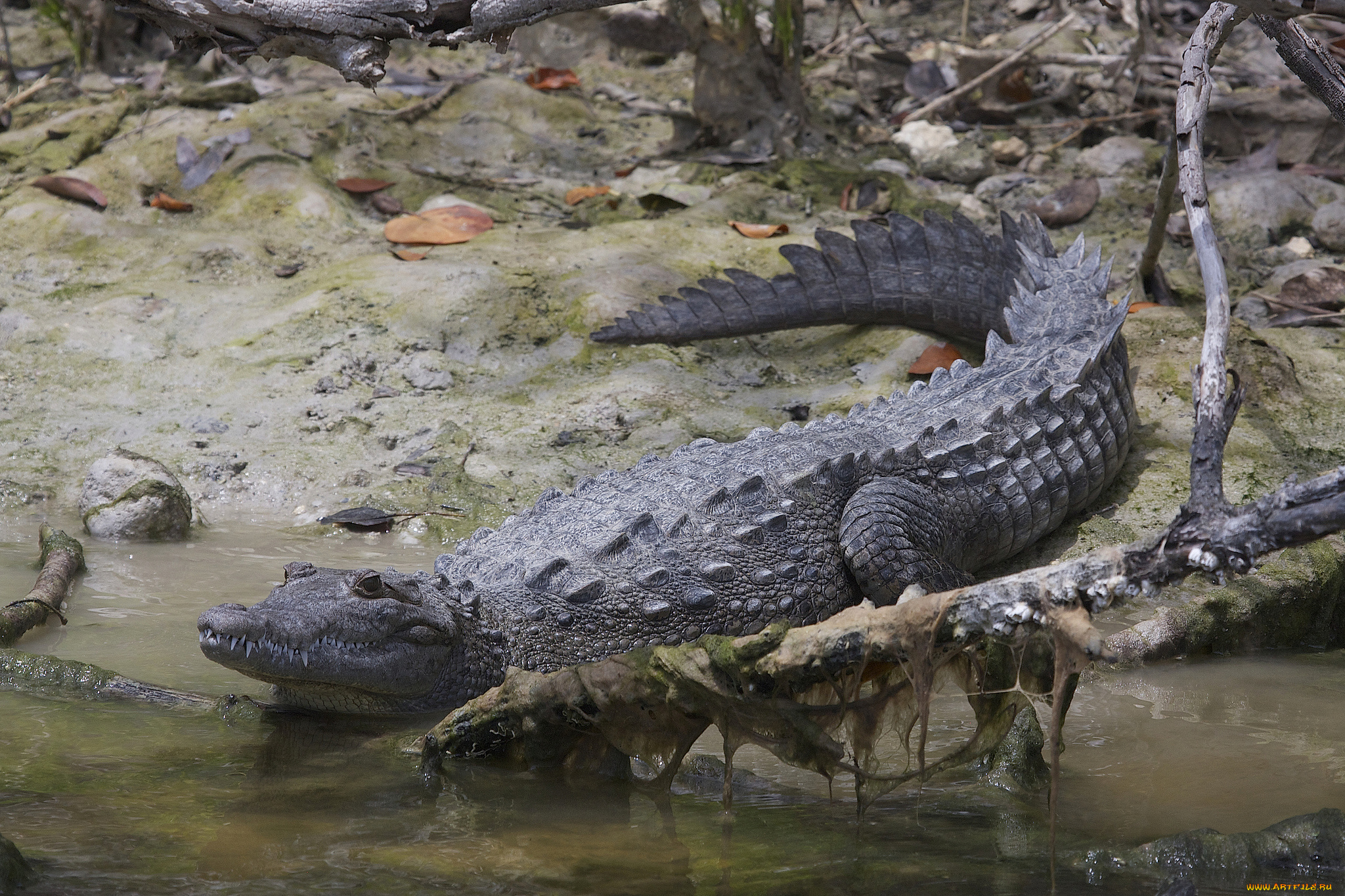 american, crocodile, животные, крокодилы, крокодил