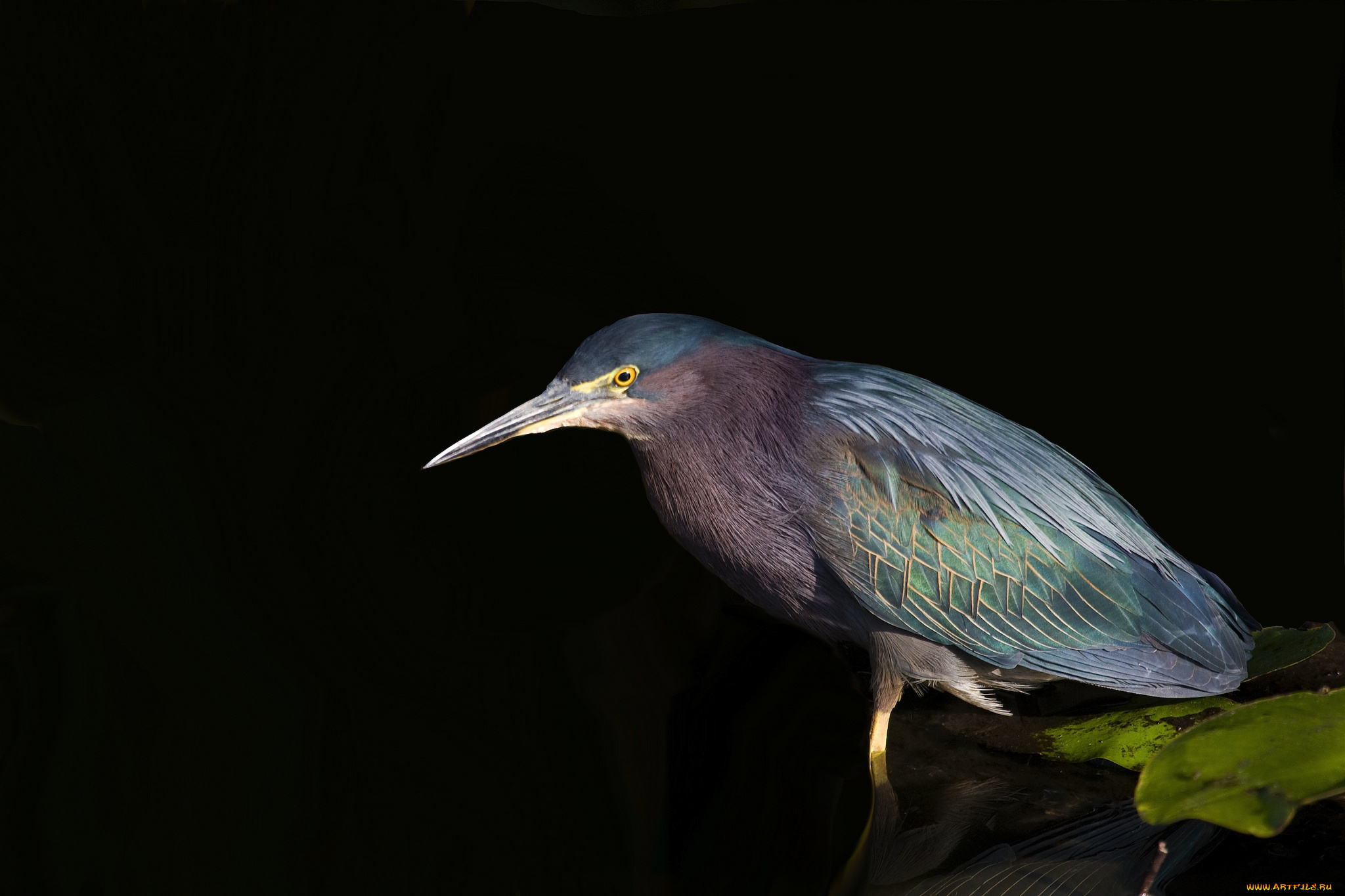 green, heron, животные, цапли, , выпи, цапля