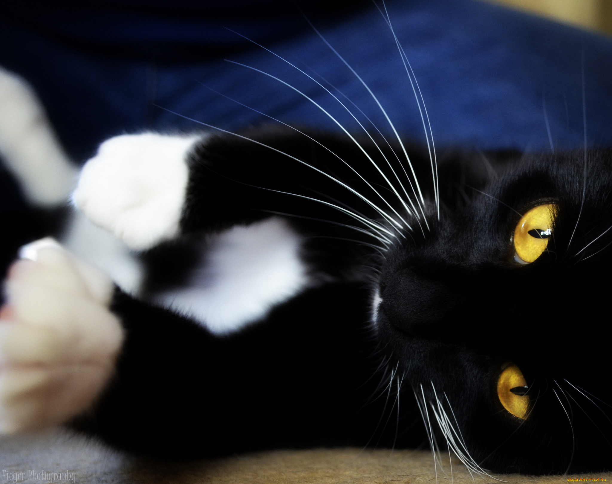 котенок черный белые лапки без смс