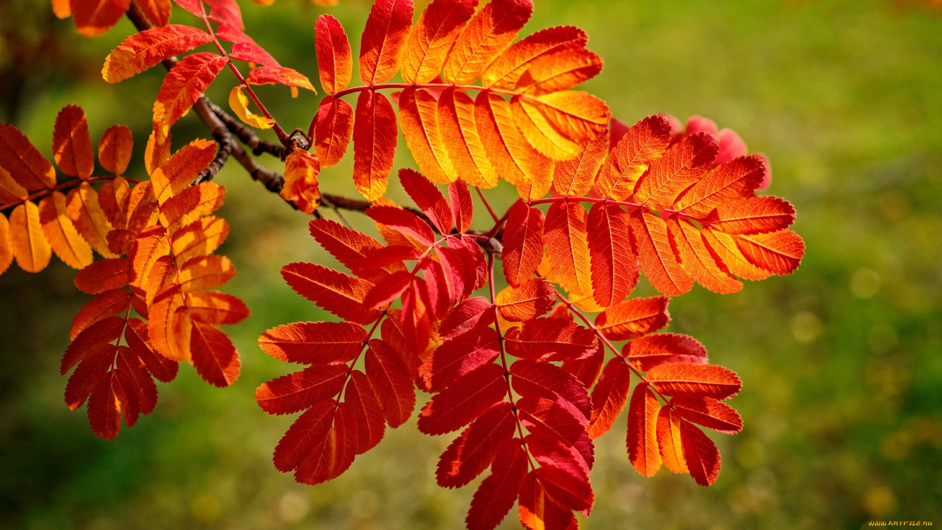 природа, листья, осень, ветка