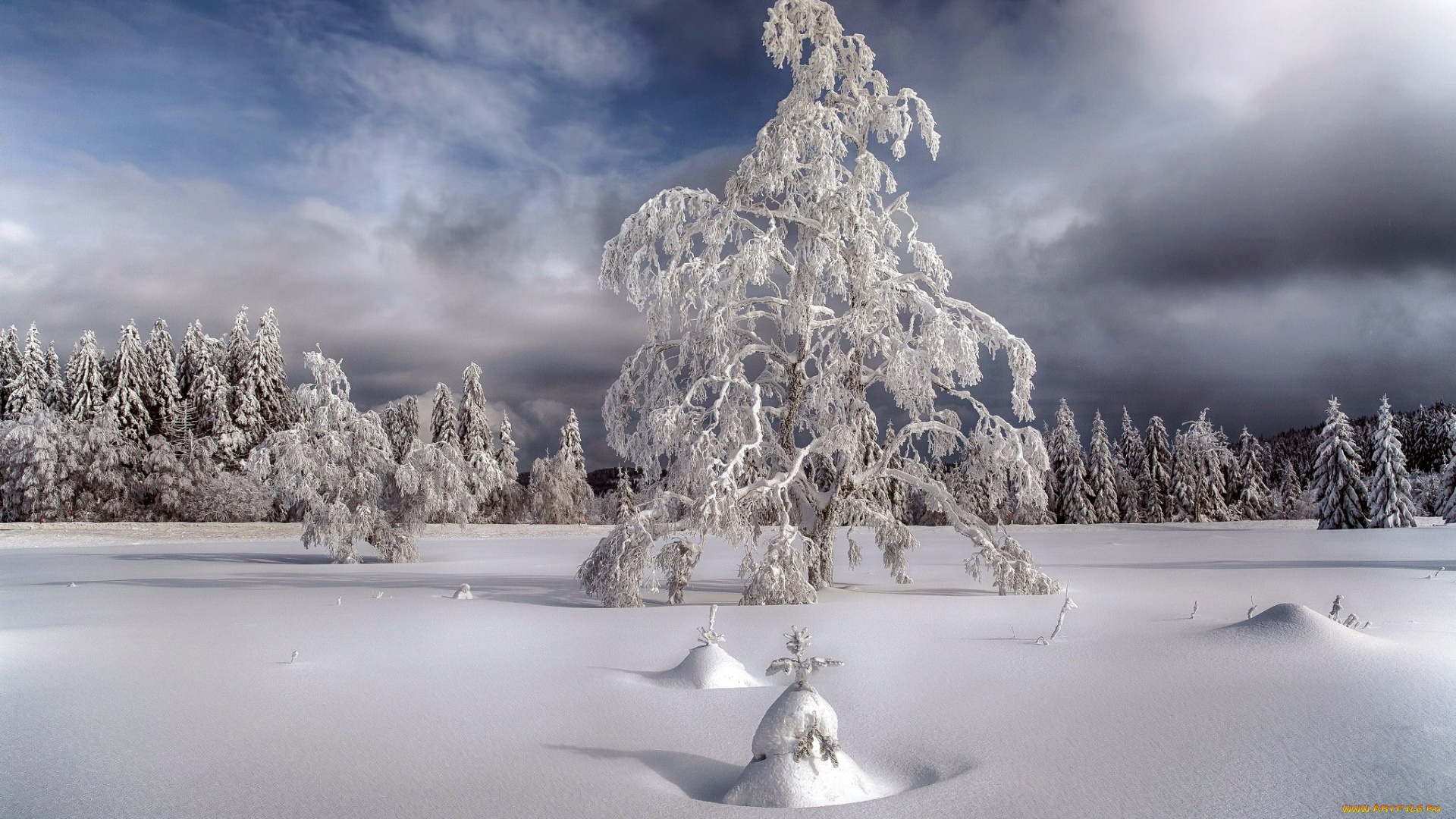 природа, зима, сугробы, деревья, снег