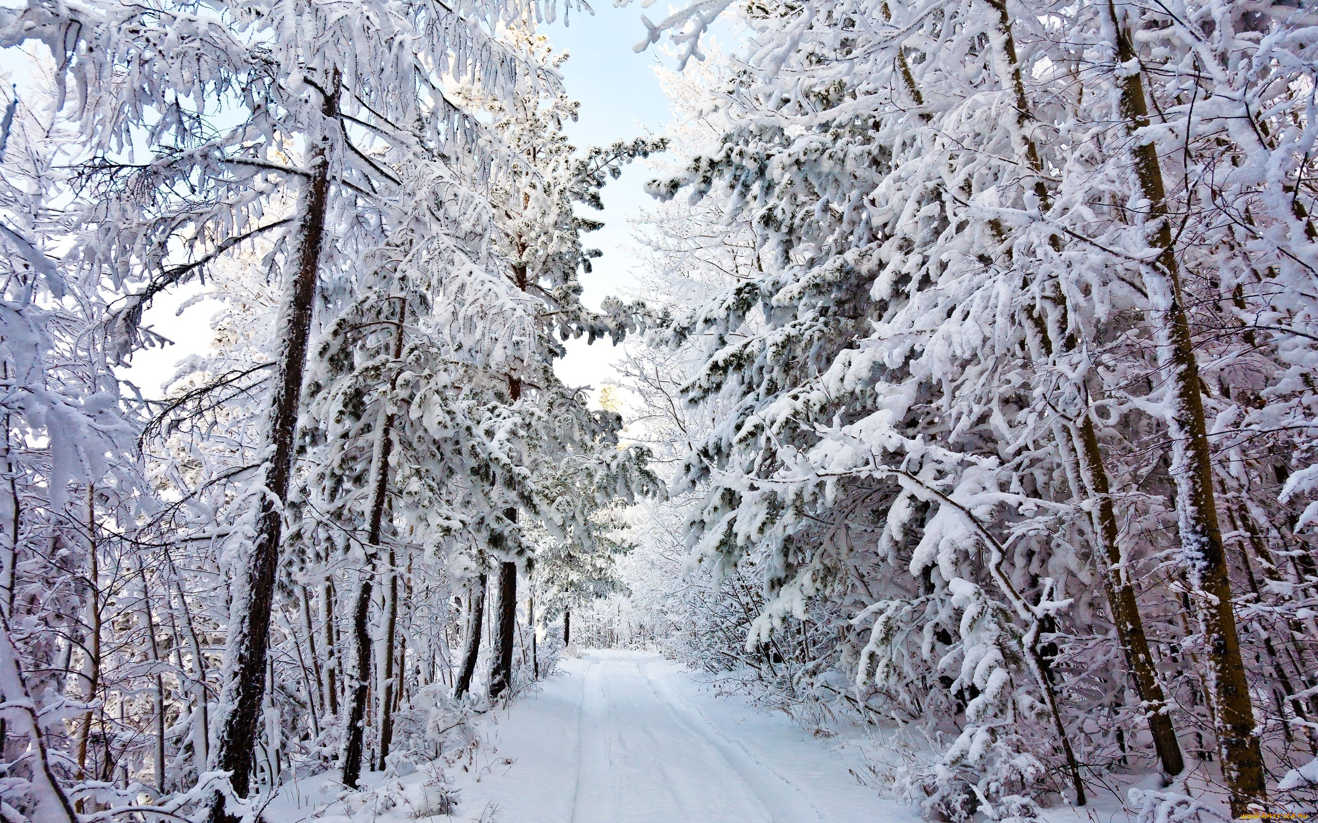 природа, зима, снег, деревья, лес