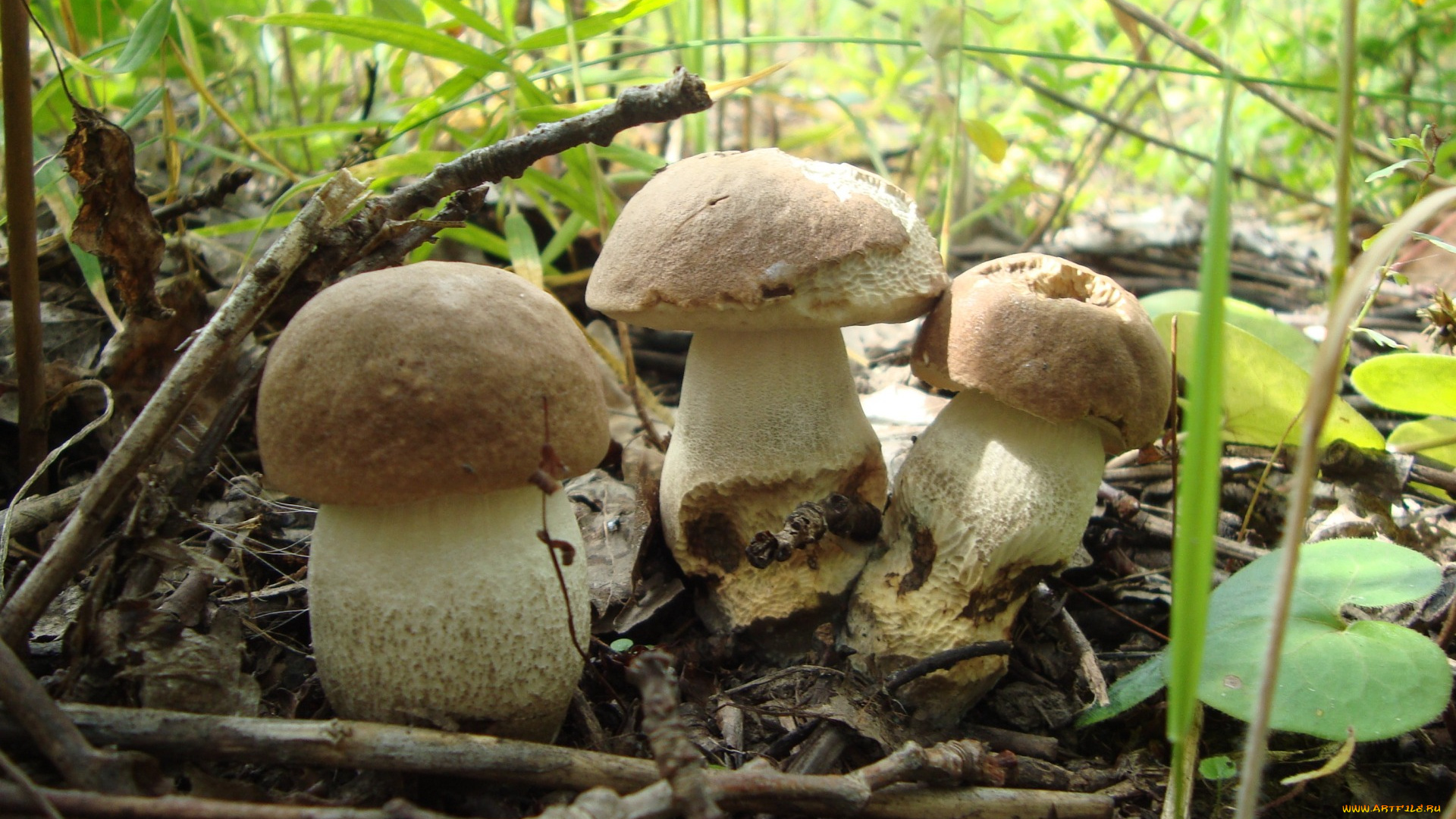 природа, грибы, грибочки, лето