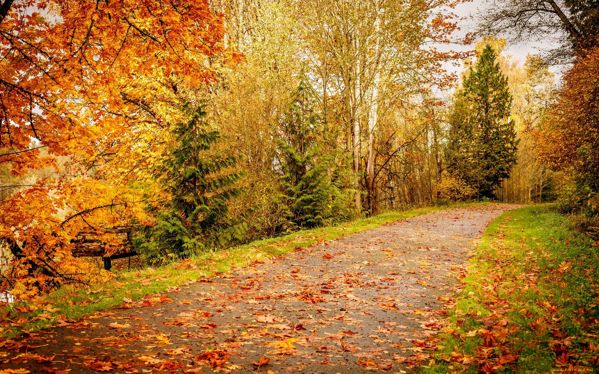 природа, дороги, осень, пейзаж, дорога, деревья, лес