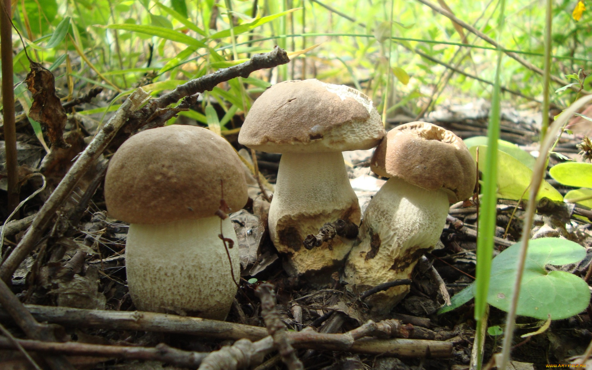 природа, грибы, грибочки, лето