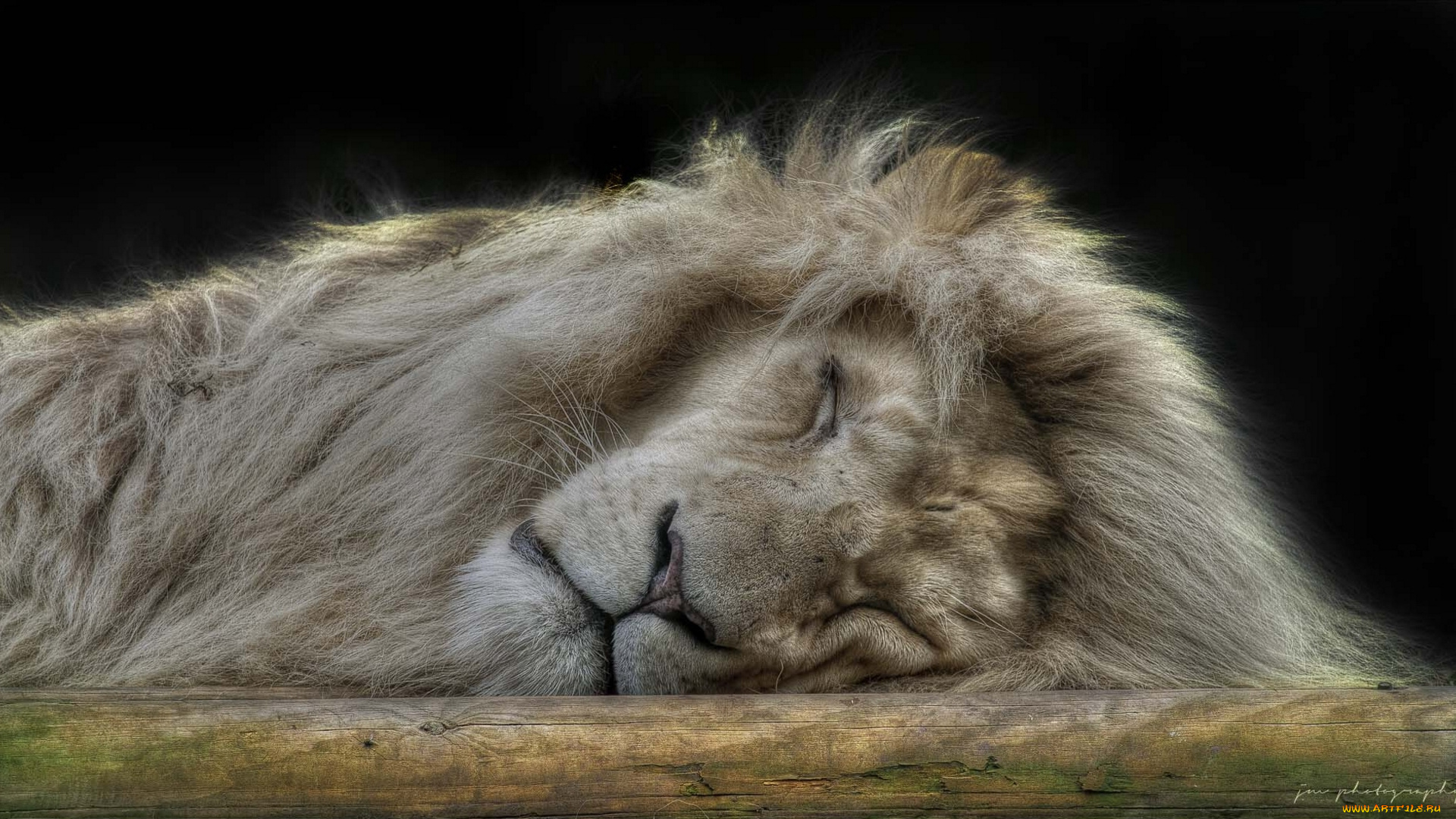 животные, львы, сон, царь, зверей