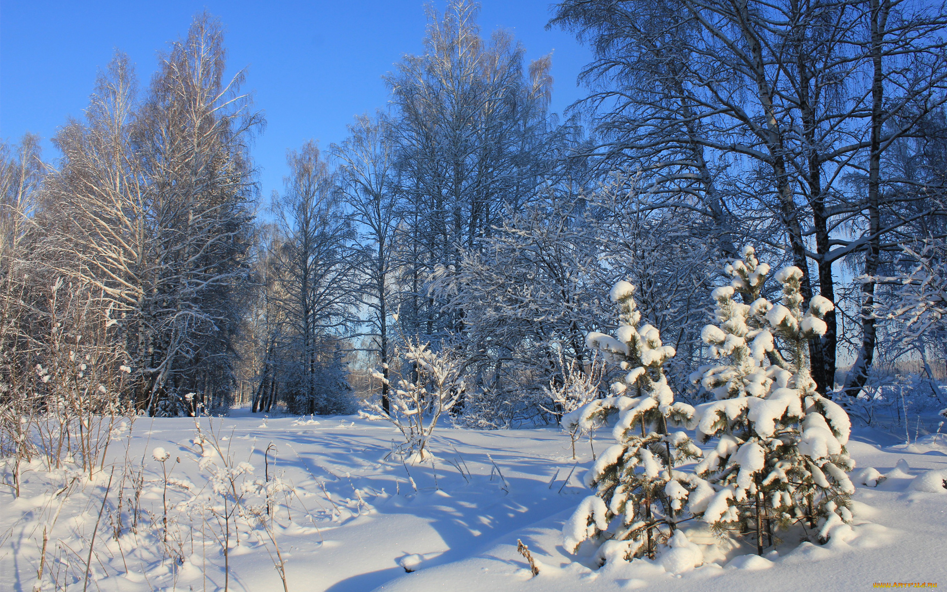 природа, зима, деревья, тени, ёлки, снег