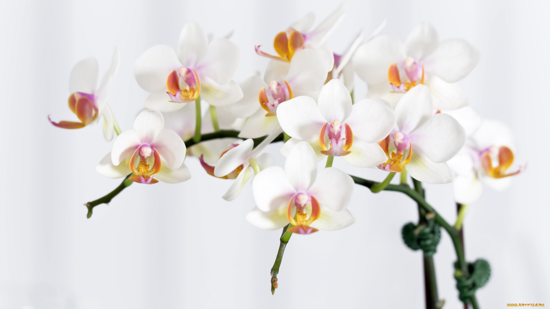 цветы, орхидеи, экзотика, ветки