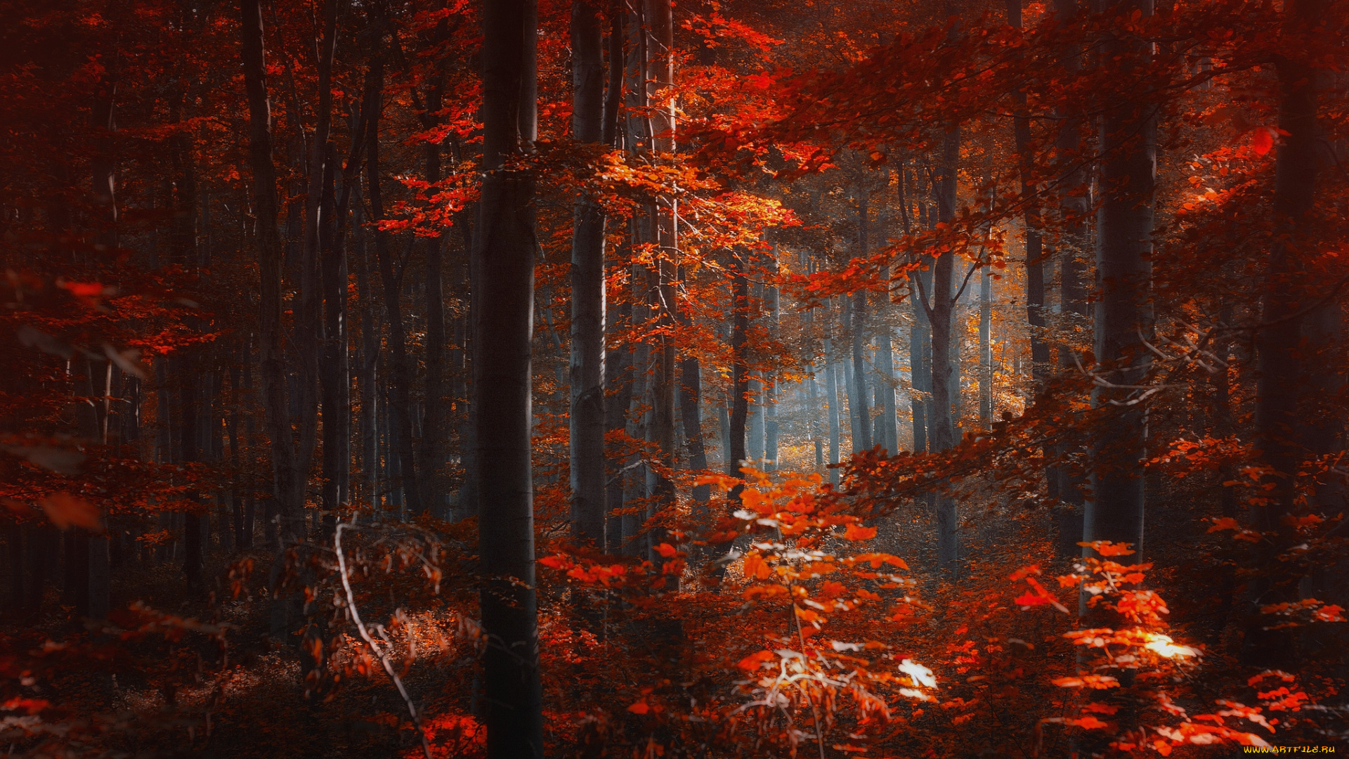 природа, лес, краски, свет, осень