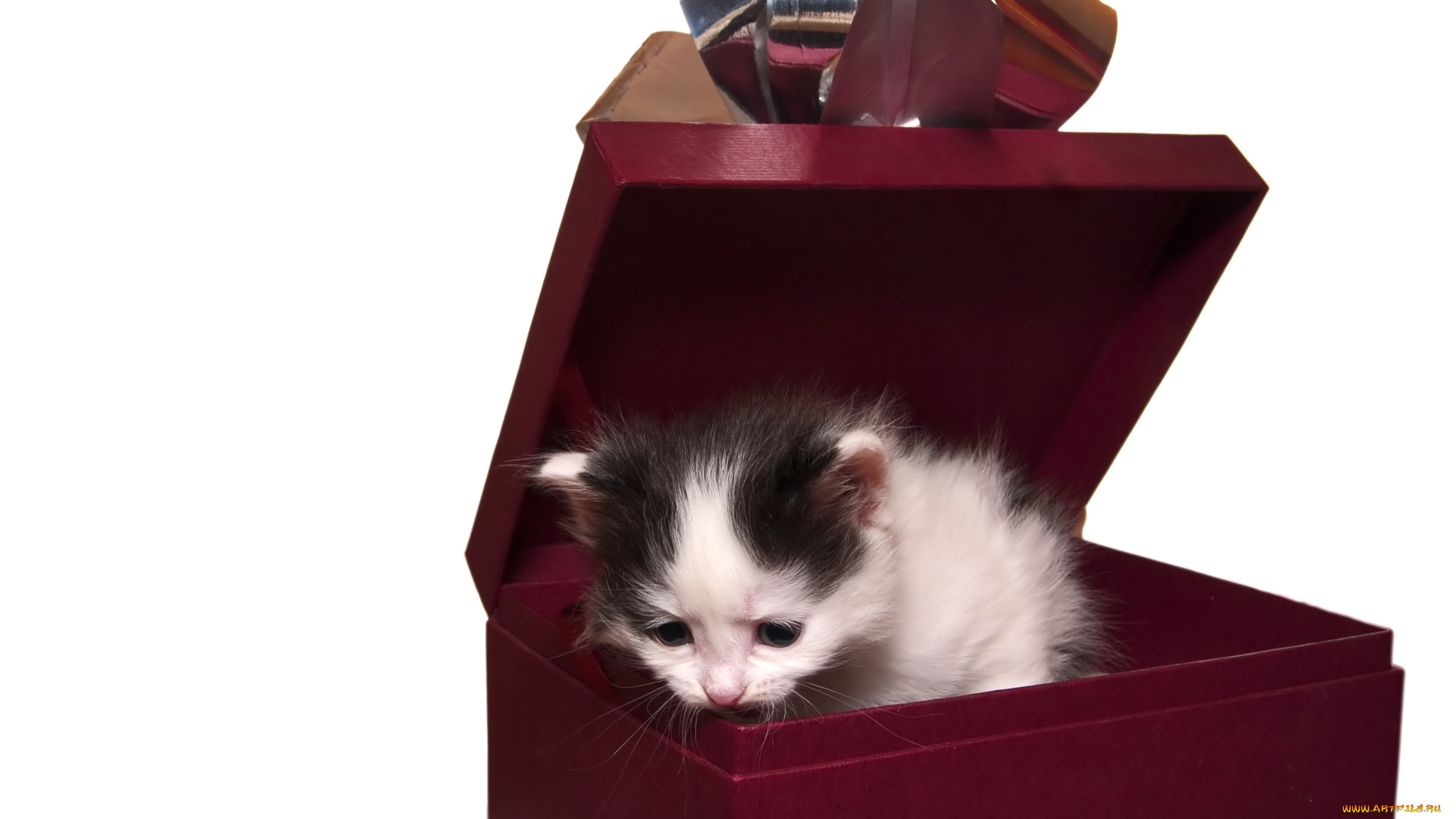 Котенок в коробке без смс
