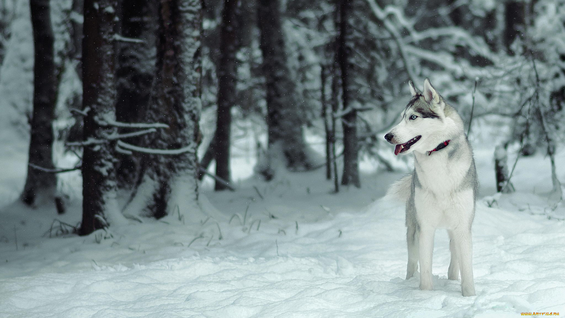животные, собаки, лес, собака, снег