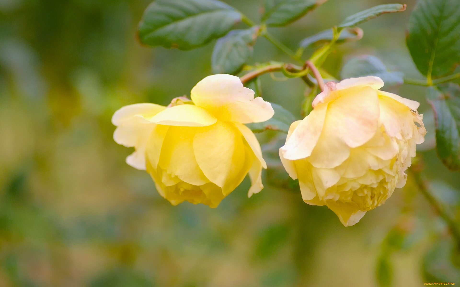 природа желтая роза цветы без смс
