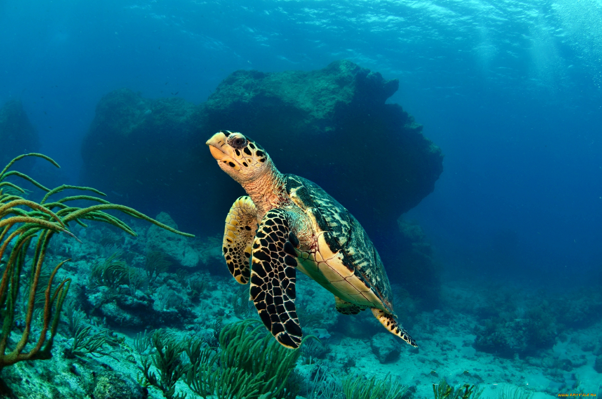 Морские черепахи жизнь. Нектон черепахи. Черепаха бисса Нектон. Черепахи Атлантического океана. Морские черепахи Тихого океана.