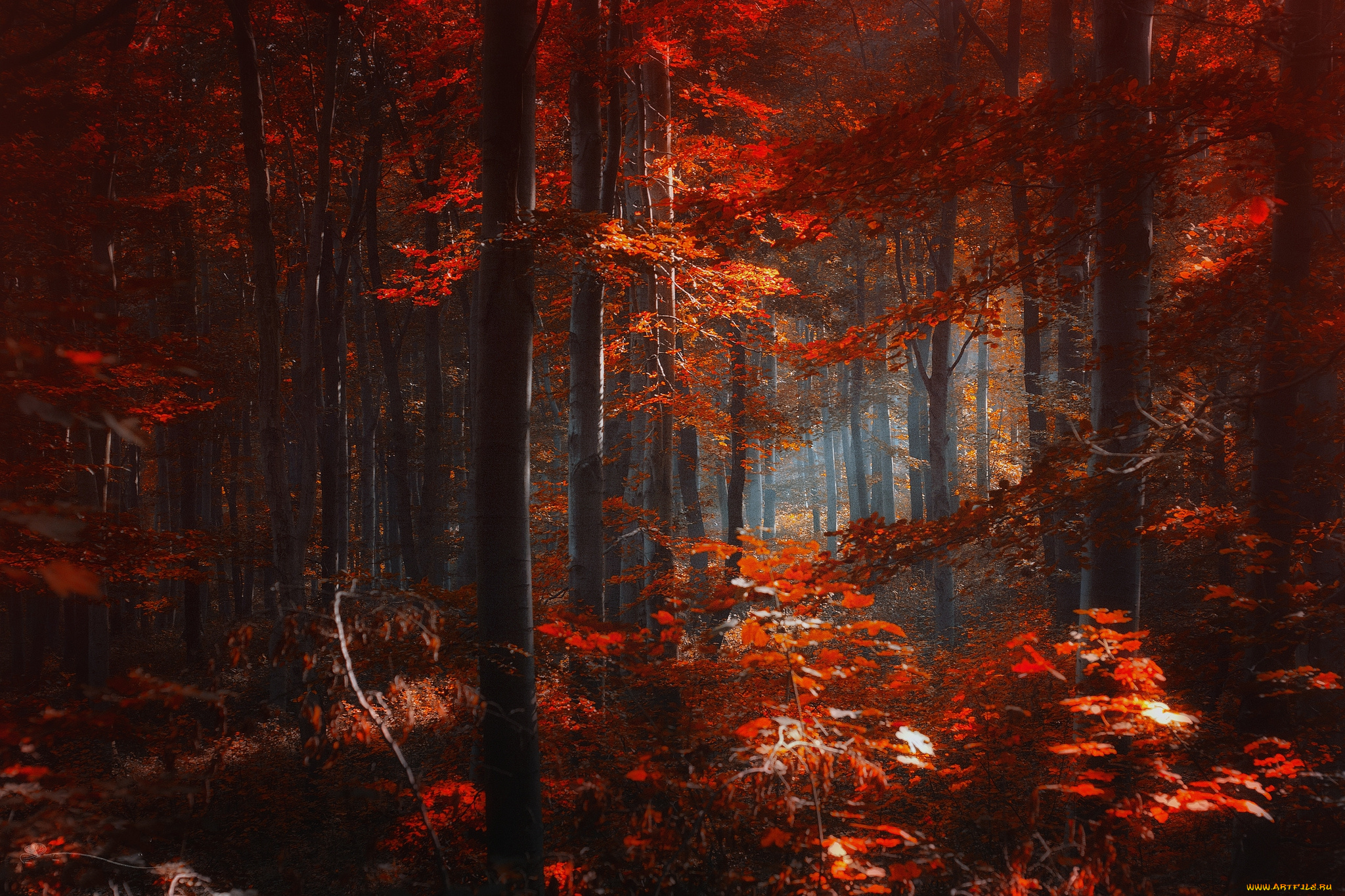 природа, лес, краски, свет, осень