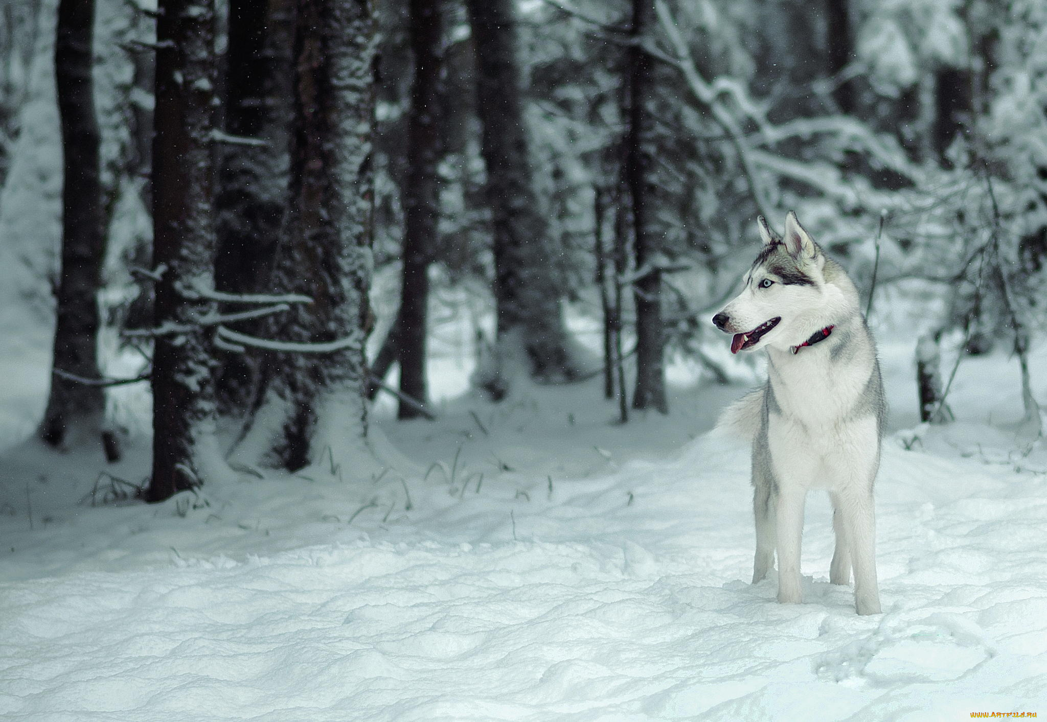 животные, собаки, лес, собака, снег