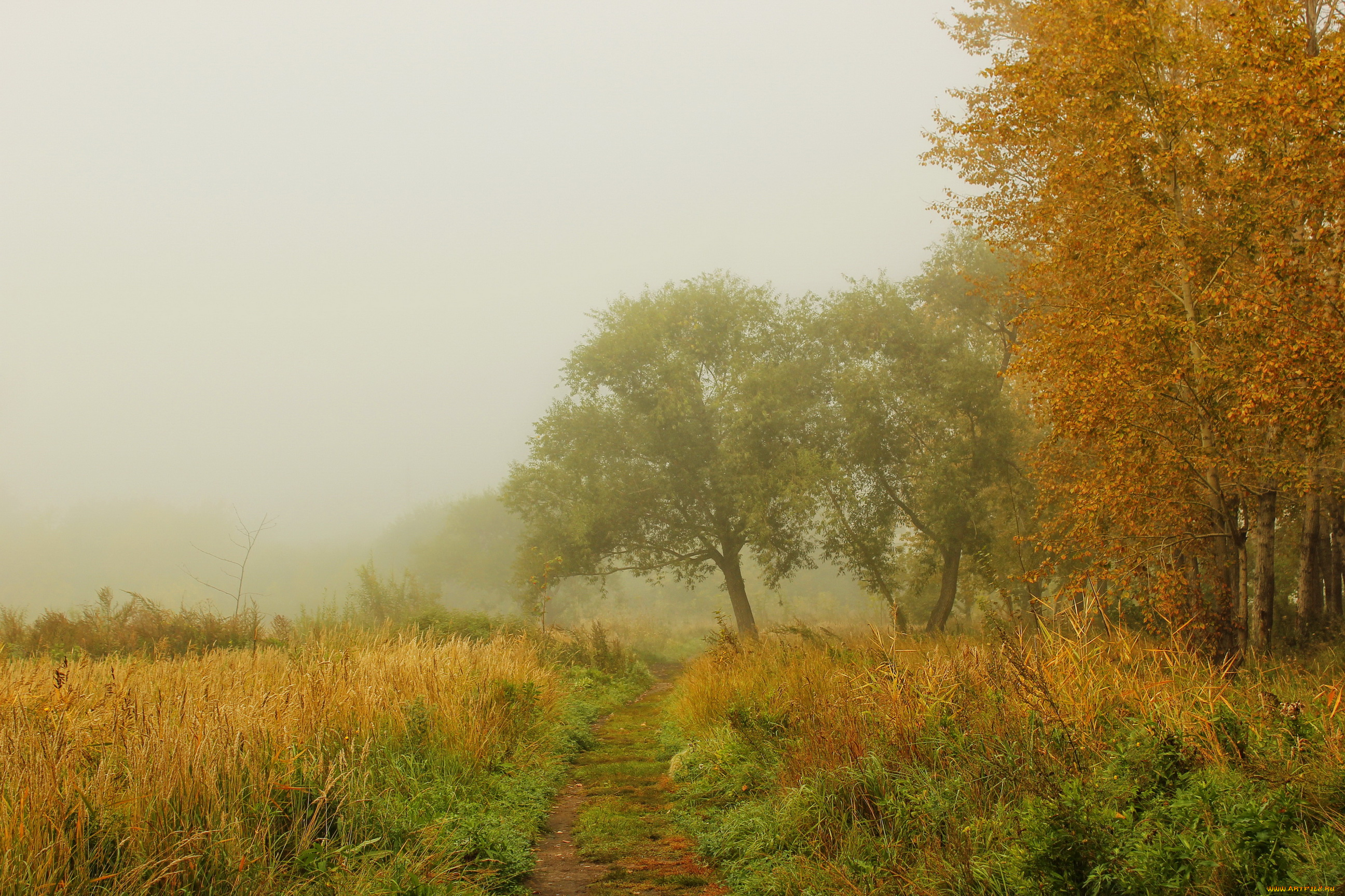 природа, дороги, туман, осень, деревья, трава