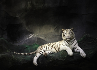 Картинка животные тигры скалы камни отдых белый тигр