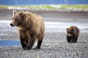 Картинка животные медведи мама детеныш пара семья медвежонок медведица