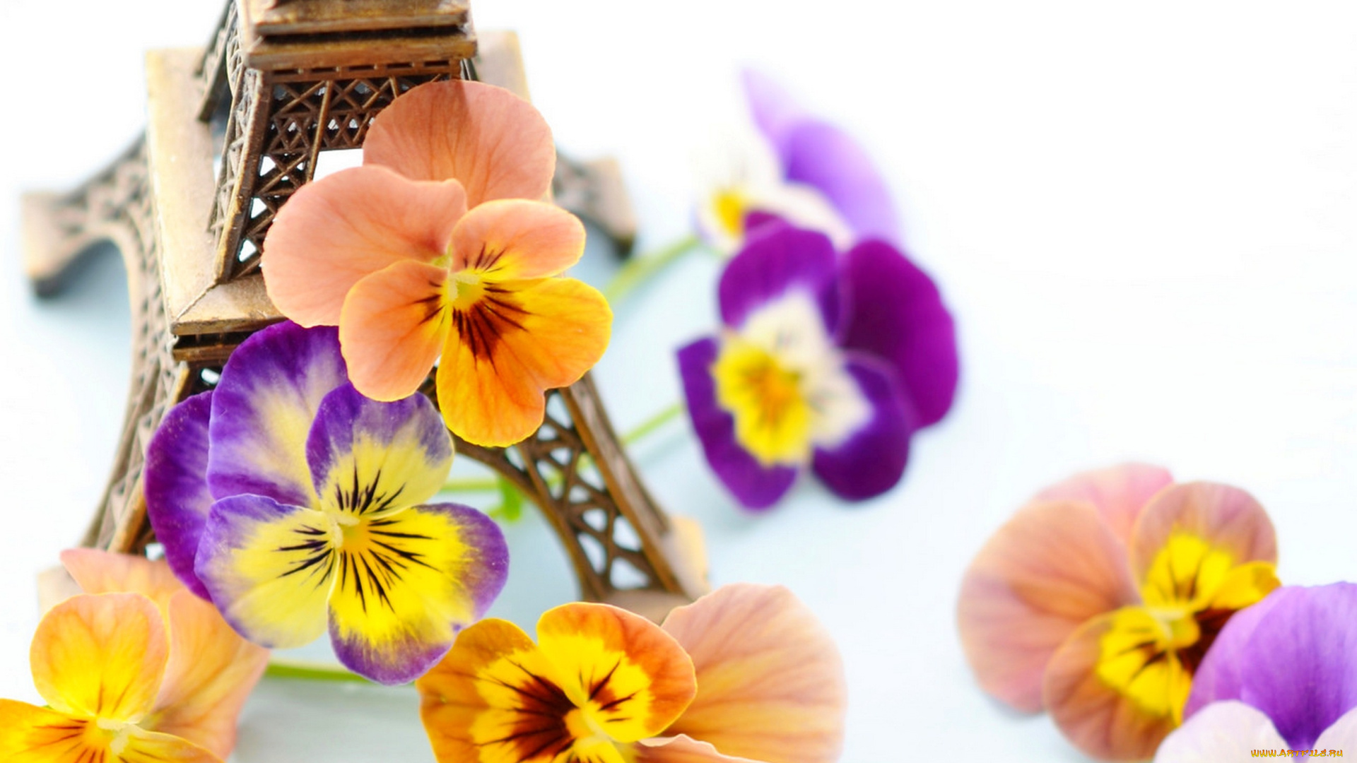 цветы, анютины, глазки, , садовые, фиалки, франция, фиалки, eiffel, tower, paris, france, statuette, violets, статуэтка, эйфелева, башня, париж, flowers