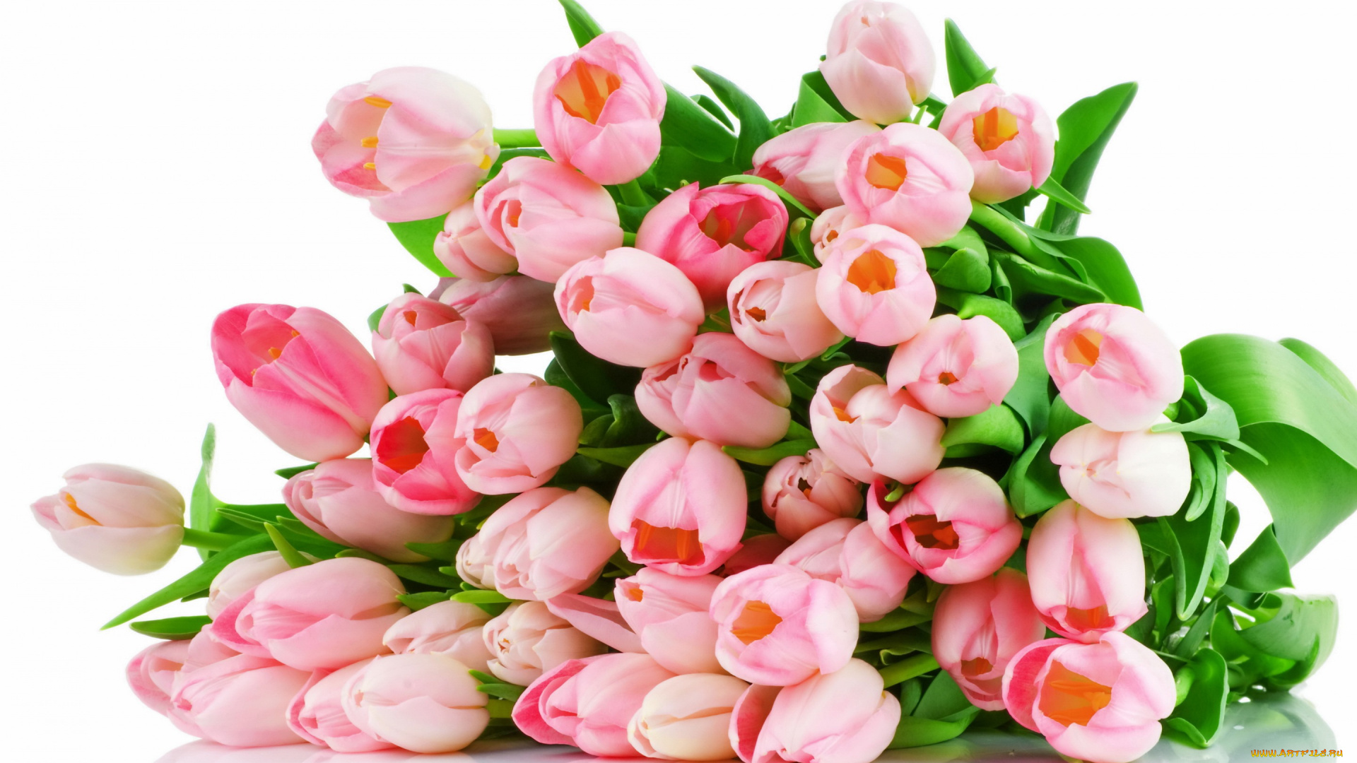 цветы, тюльпаны, букет, розовые, tulips, pink