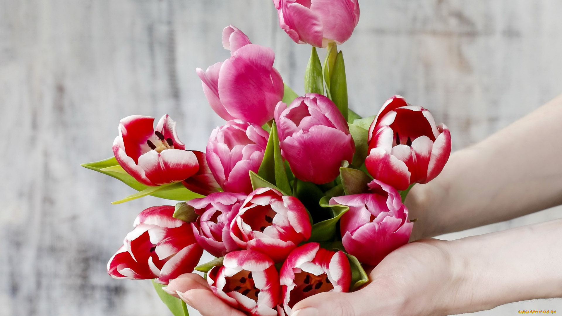 цветы, тюльпаны, flowers, spring, tulips, руки