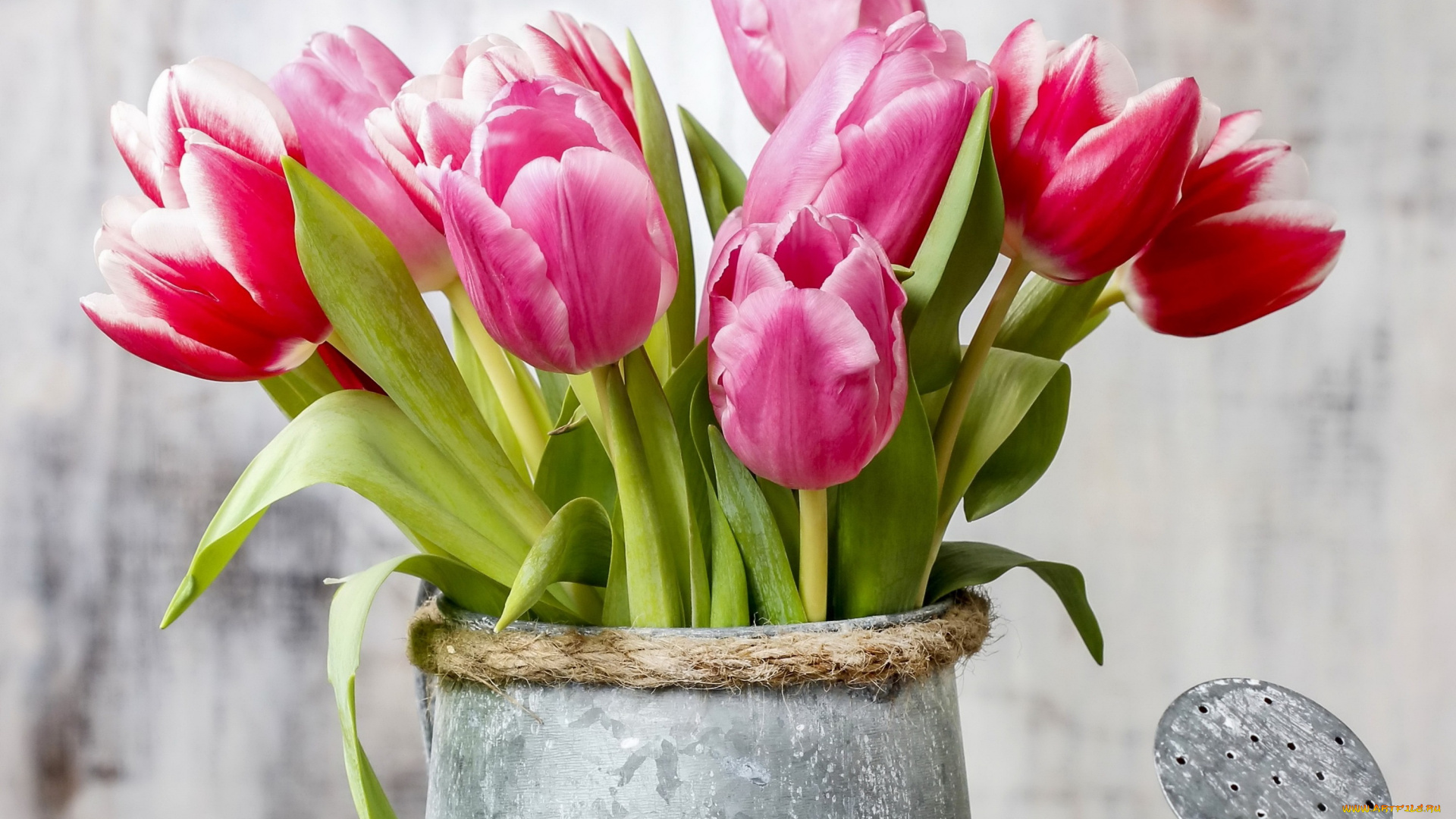цветы, тюльпаны, лейка, flowers, spring, tulips